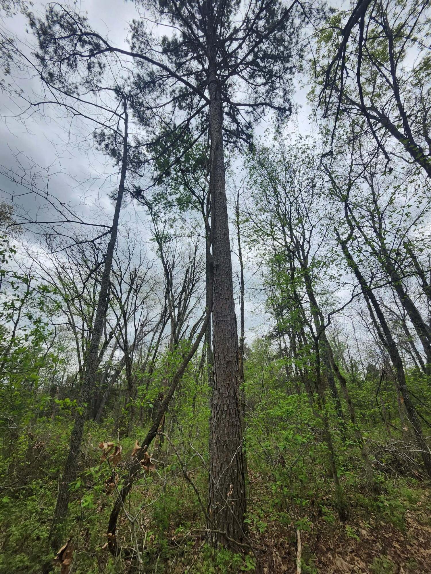 Photo 7 - Land for sale – 000  County Road 250-163   Drury, MO