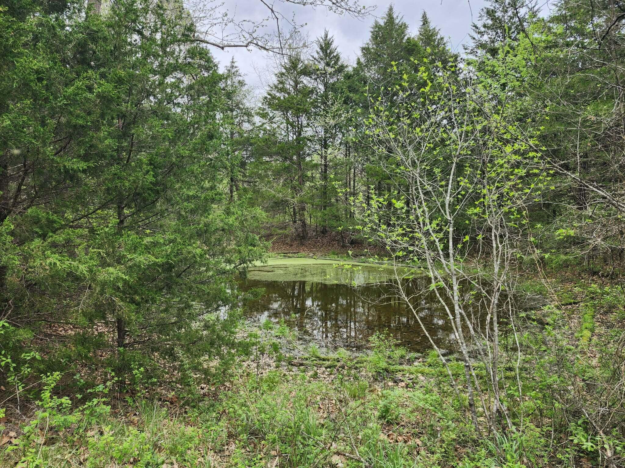 Photo 5 - Land for sale – 000  County Road 250-163   Drury, MO