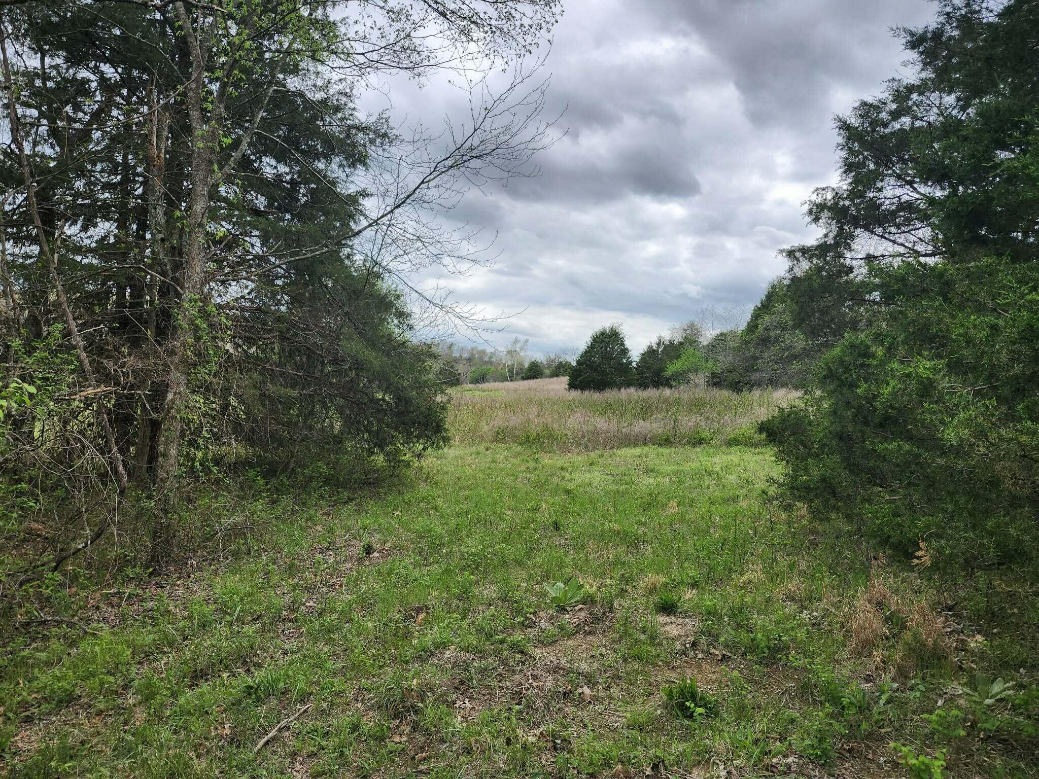 Photo 2 - Land for sale – 000  County Road 250-163   Drury, MO