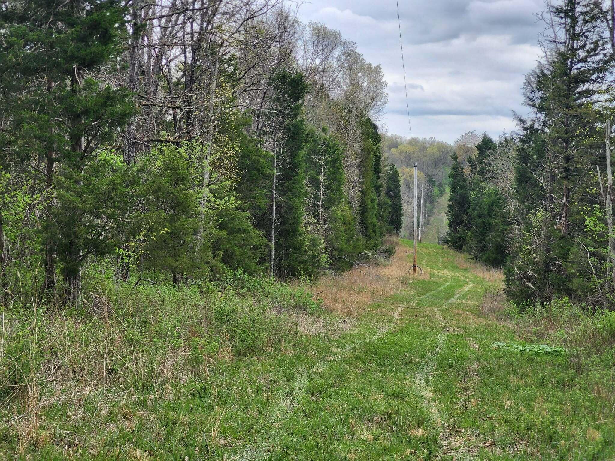 Photo 4 - Land for sale – 000  County Road 250-163   Drury, MO