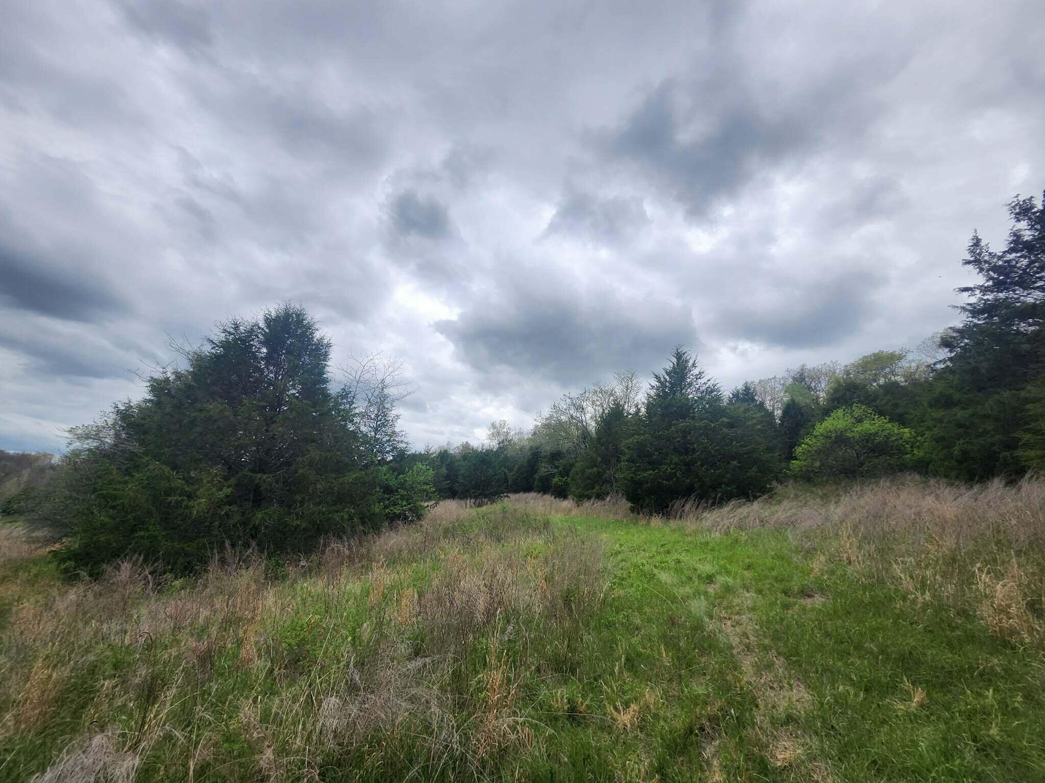 Photo 8 - Land for sale – 000  County Road 250-163   Drury, MO