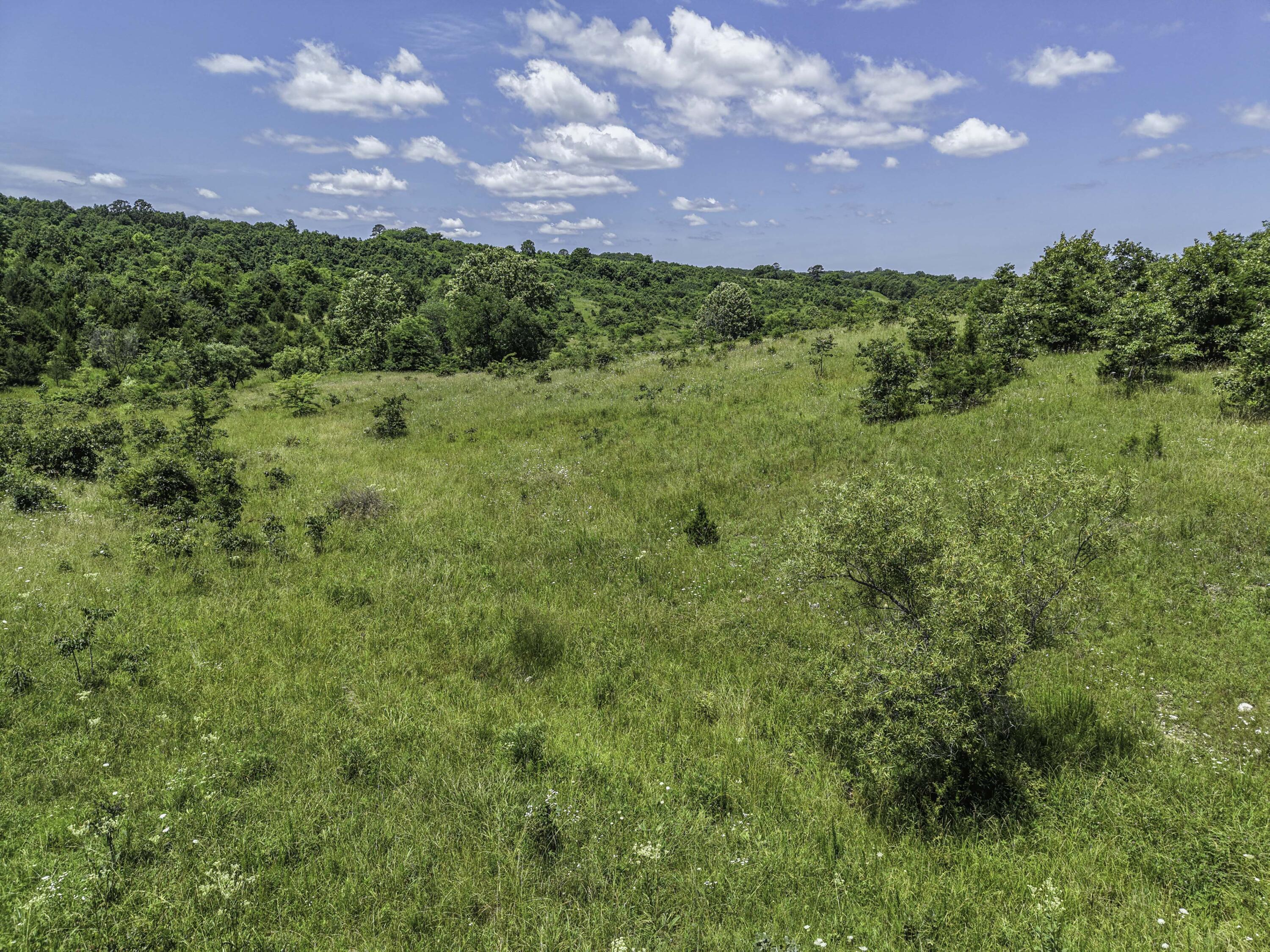 Photo 8 - Land for sale – 000  County Road 123   Norwood, MO