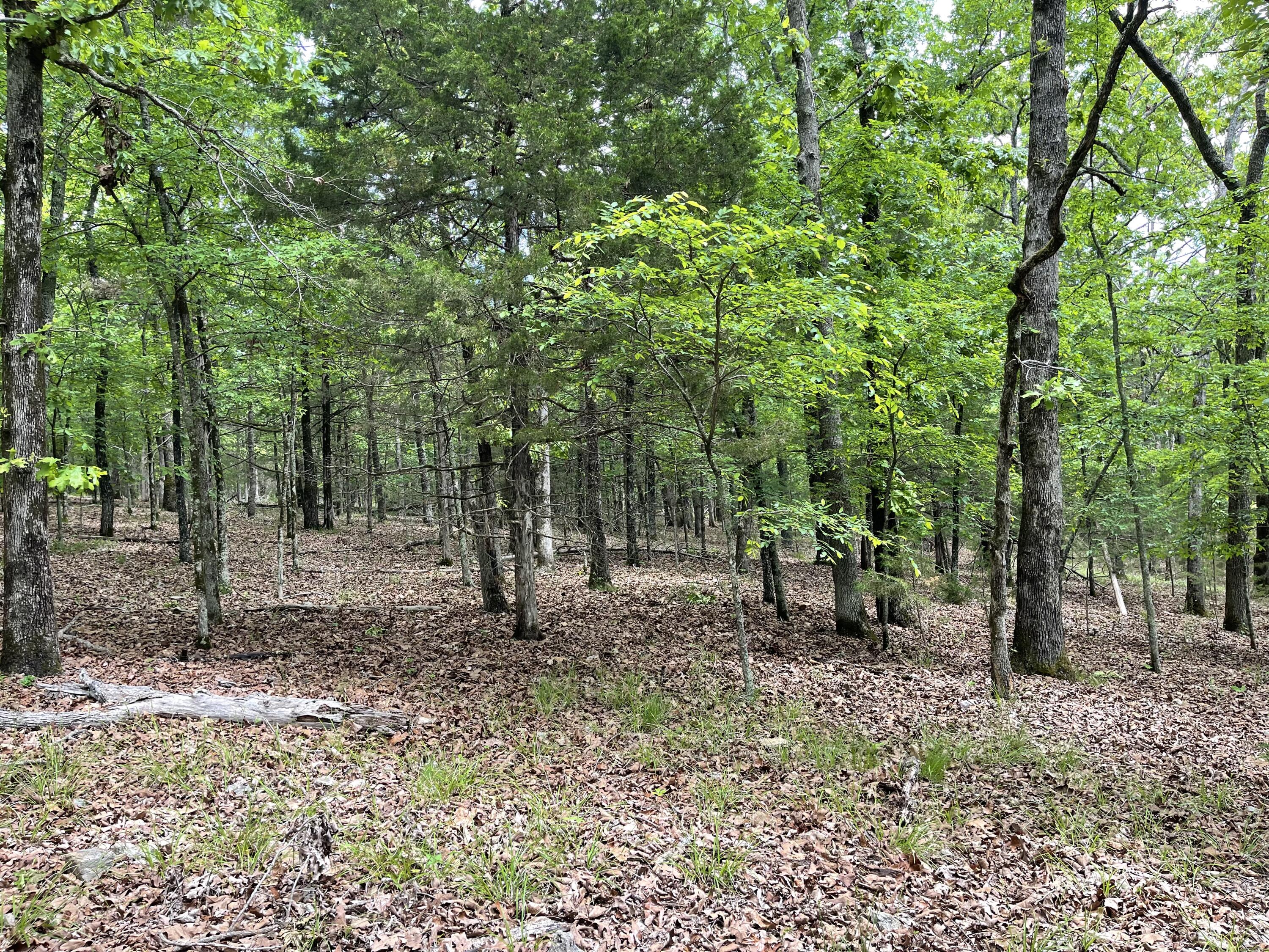 Photo 6 - Land for sale – Lot 40&41  Timber Shoals Road   Cedar Creek, MO