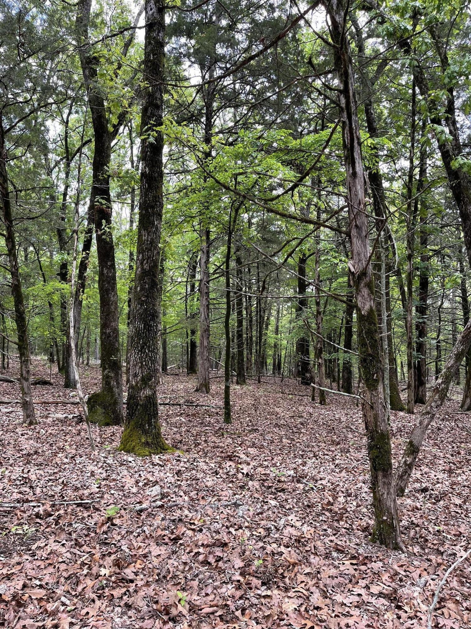 Photo 4 - Land for sale – Lot 40&41  Timber Shoals Road   Cedar Creek, MO