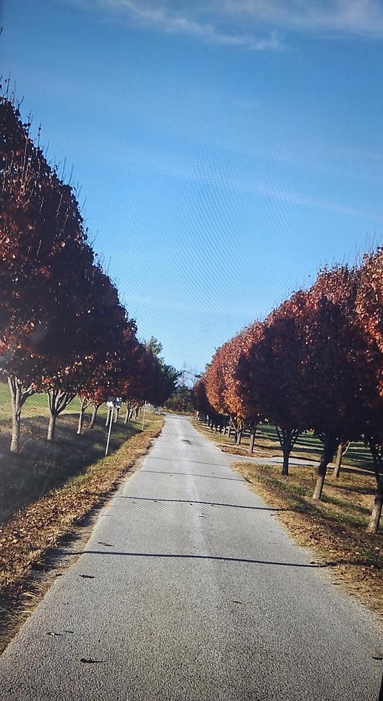 Photo 6 - Land for sale – 000 W Copper Creek Drive  Nixa, MO