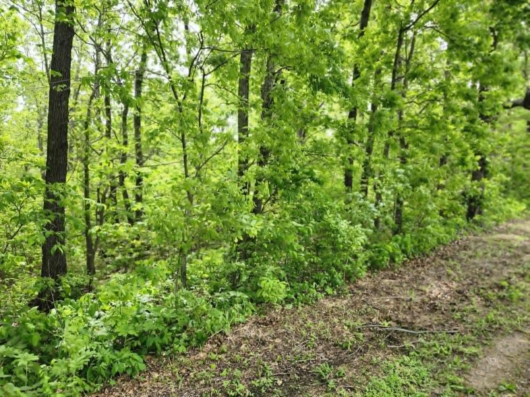 Photo 3 - Land for sale – 00  Thomas Road  Norwood, MO