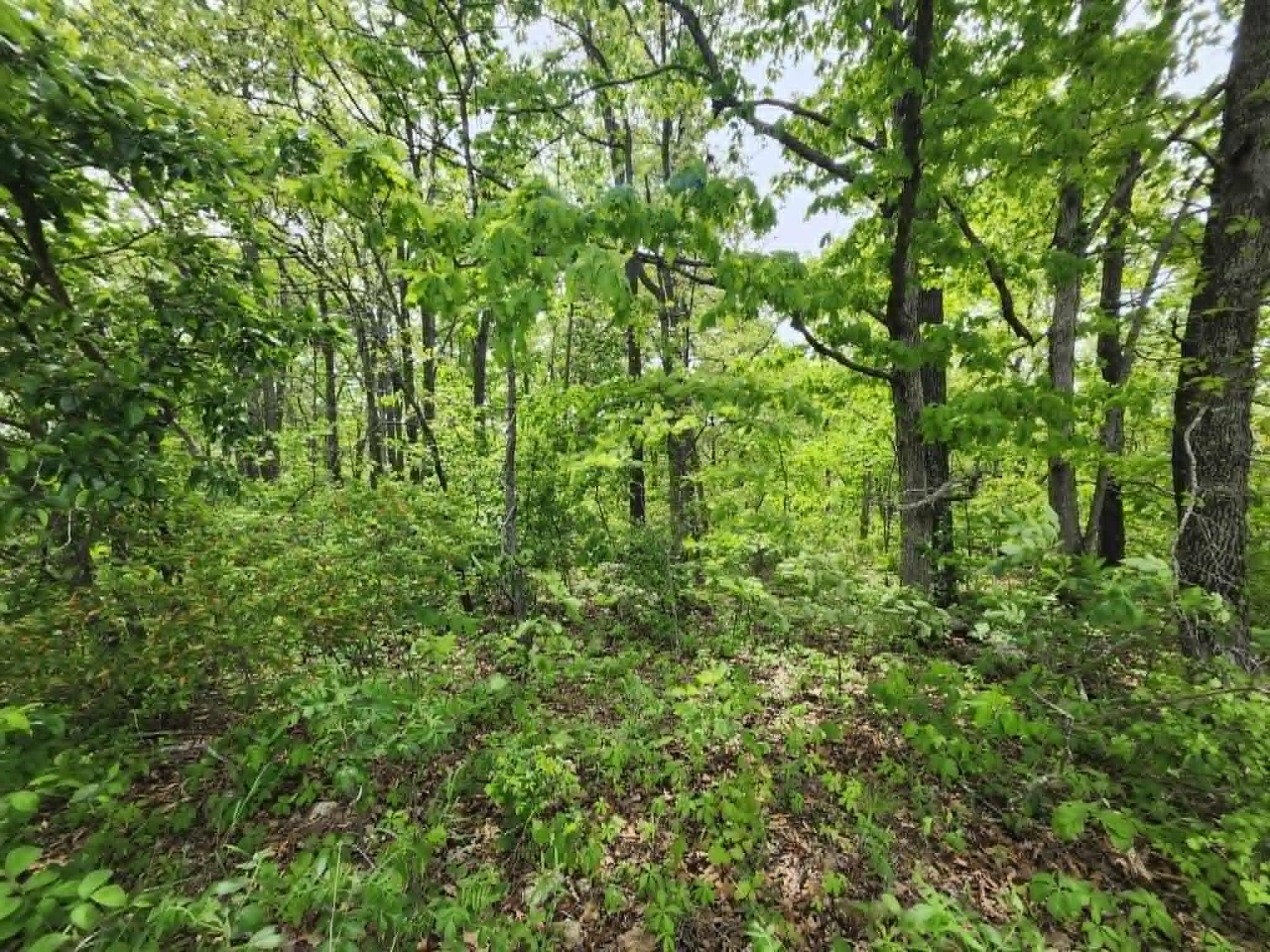 Photo 6 - Land for sale – 00  Thomas Road  Norwood, MO