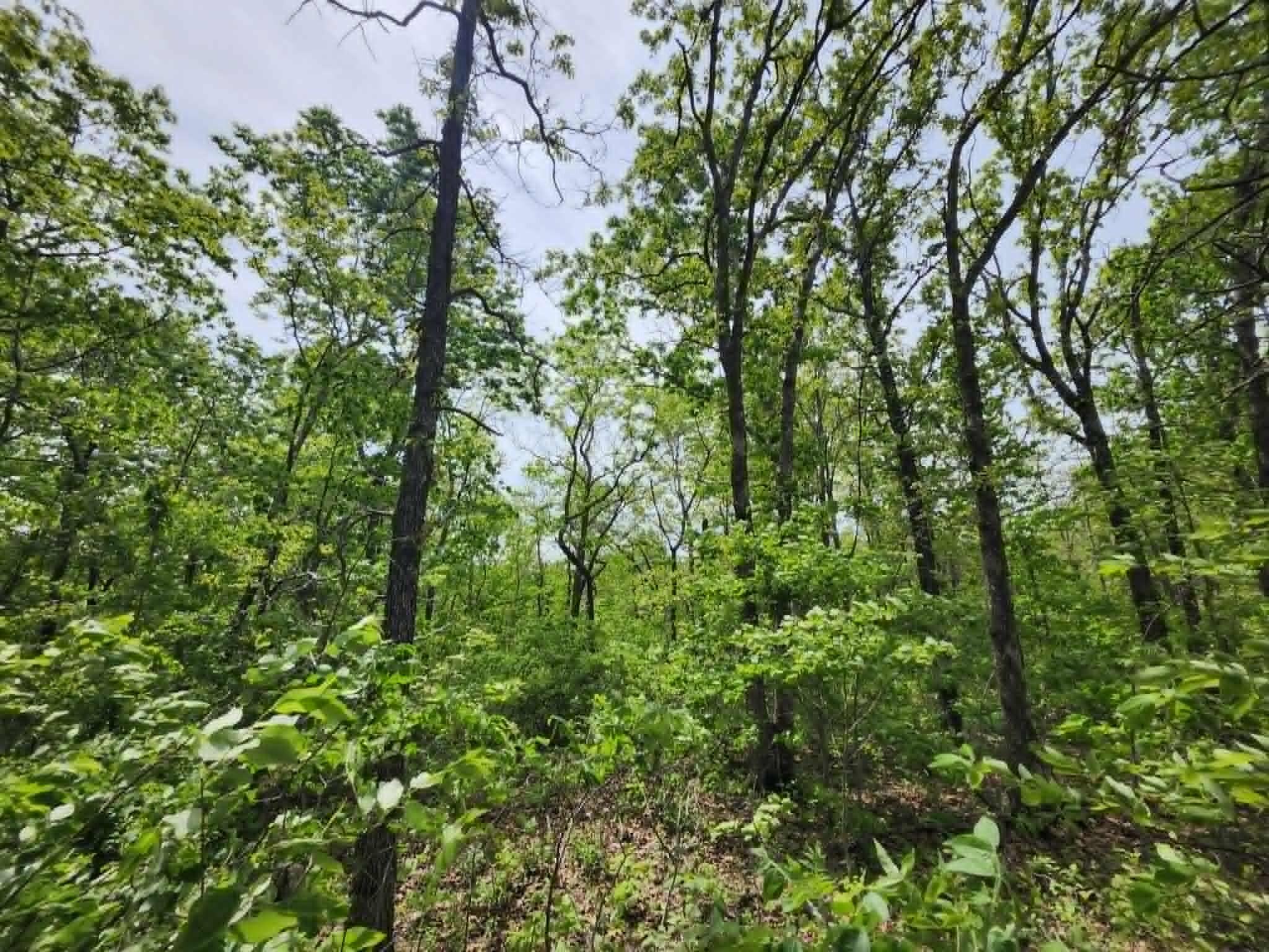 Photo 5 - Land for sale – 00  Thomas Road  Norwood, MO