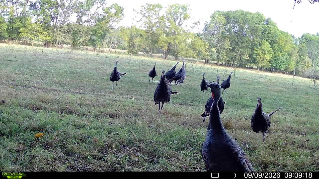Photo 28 - Land for sale – Tbd  High Drive  Hartville, MO