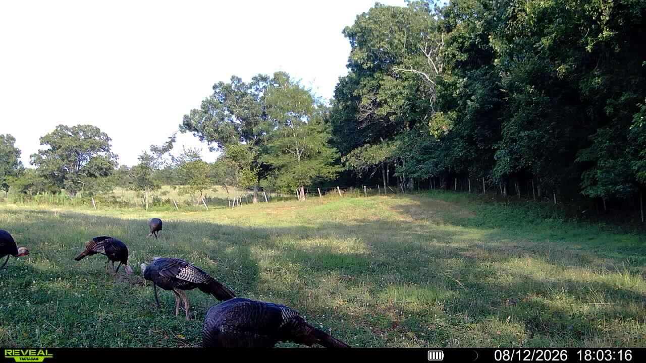 Photo 2 - Land for sale – Tbd  High Drive  Hartville, MO