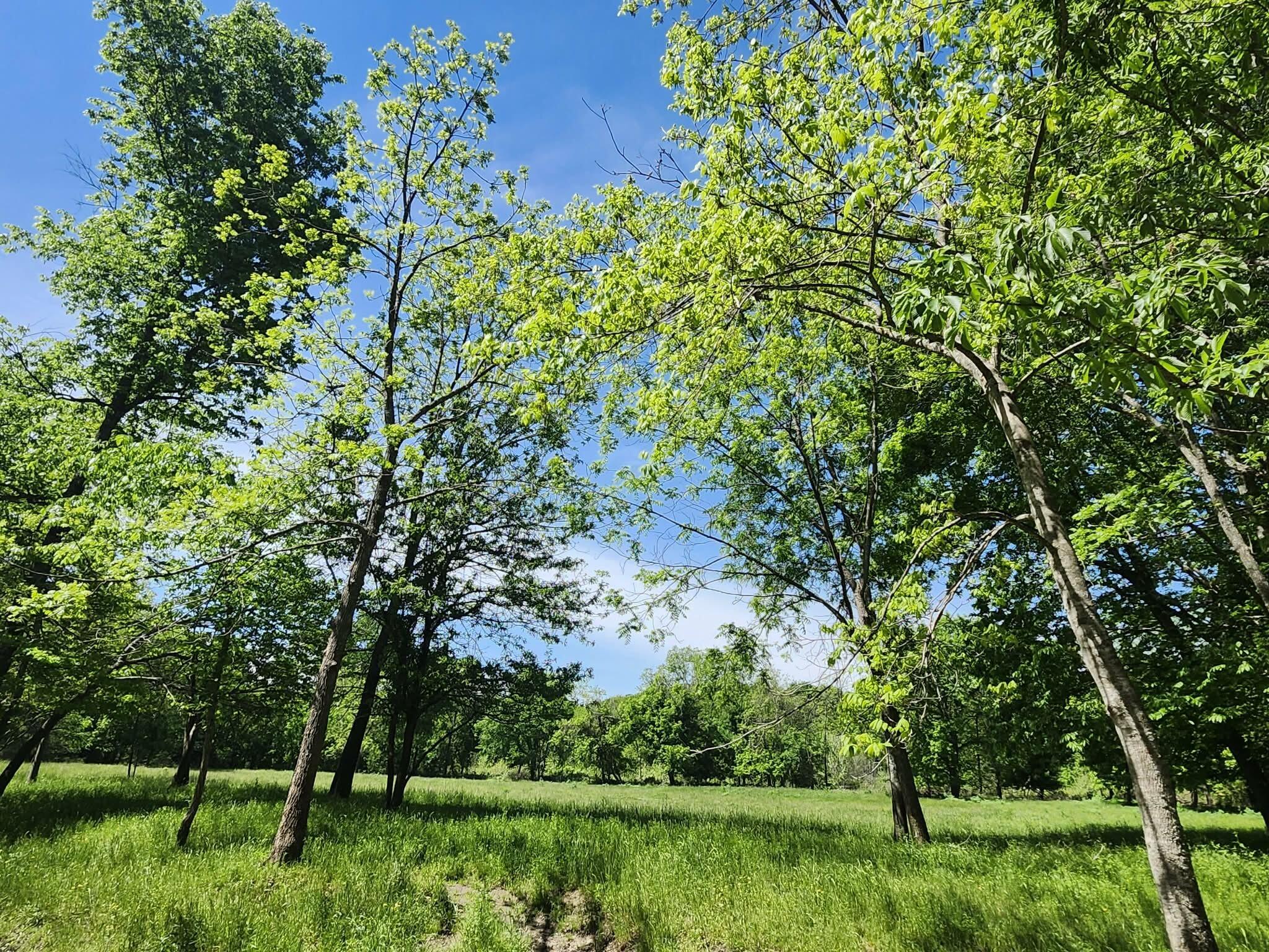 Photo 14 - Land for sale – Tbd  High Drive  Hartville, MO