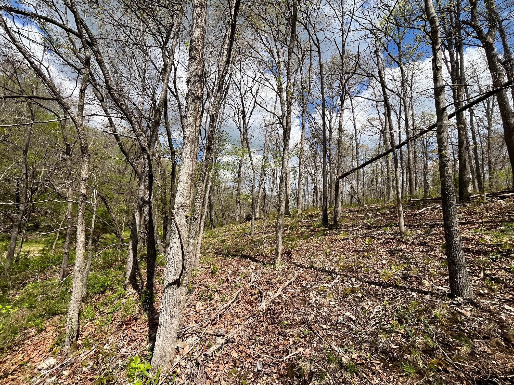Photo 85 - Land for sale – 000  Farm Road 2170   Exeter, MO