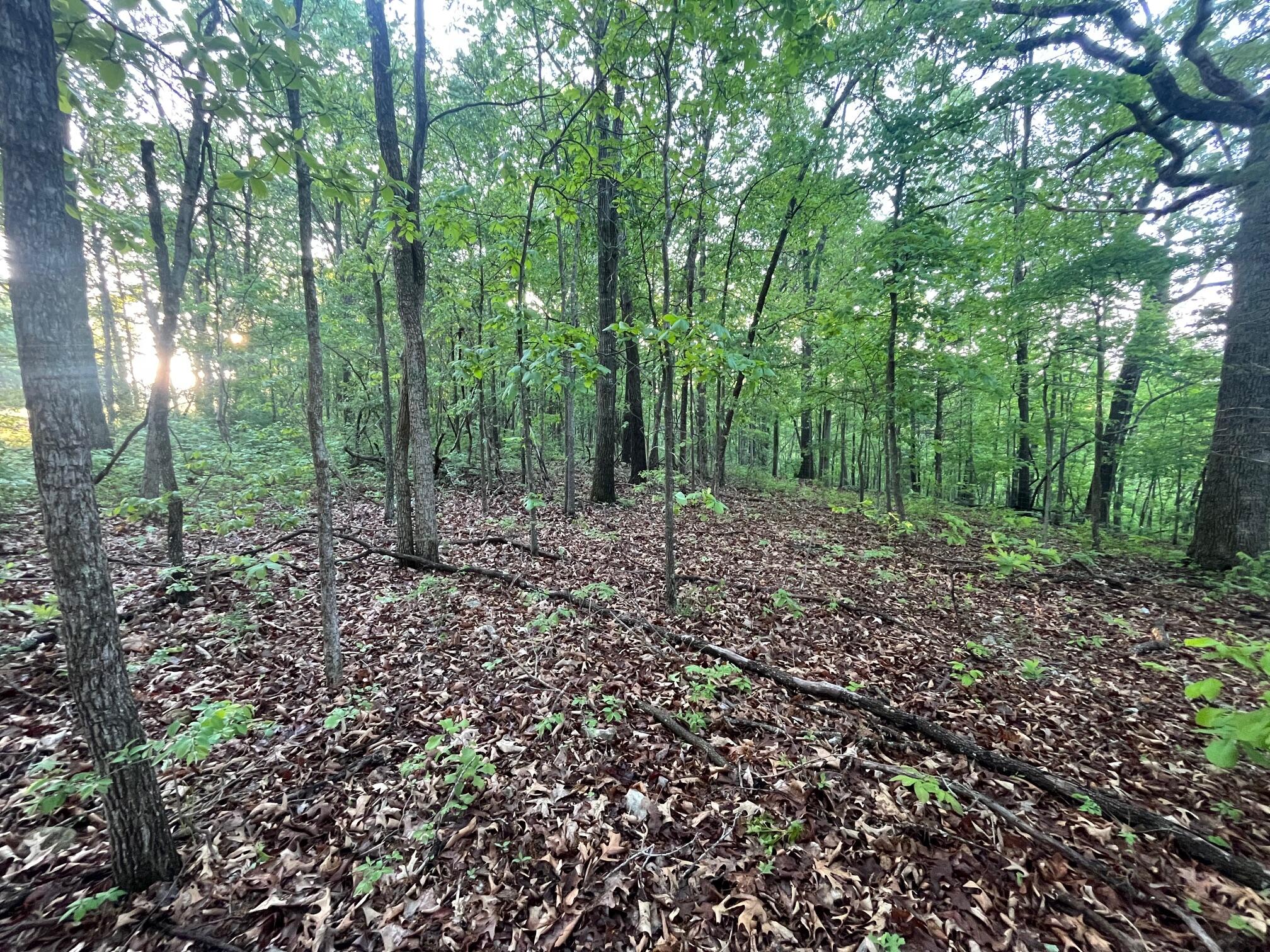 Photo 2 - Land for sale – 000  Farm Road 2170   Exeter, MO