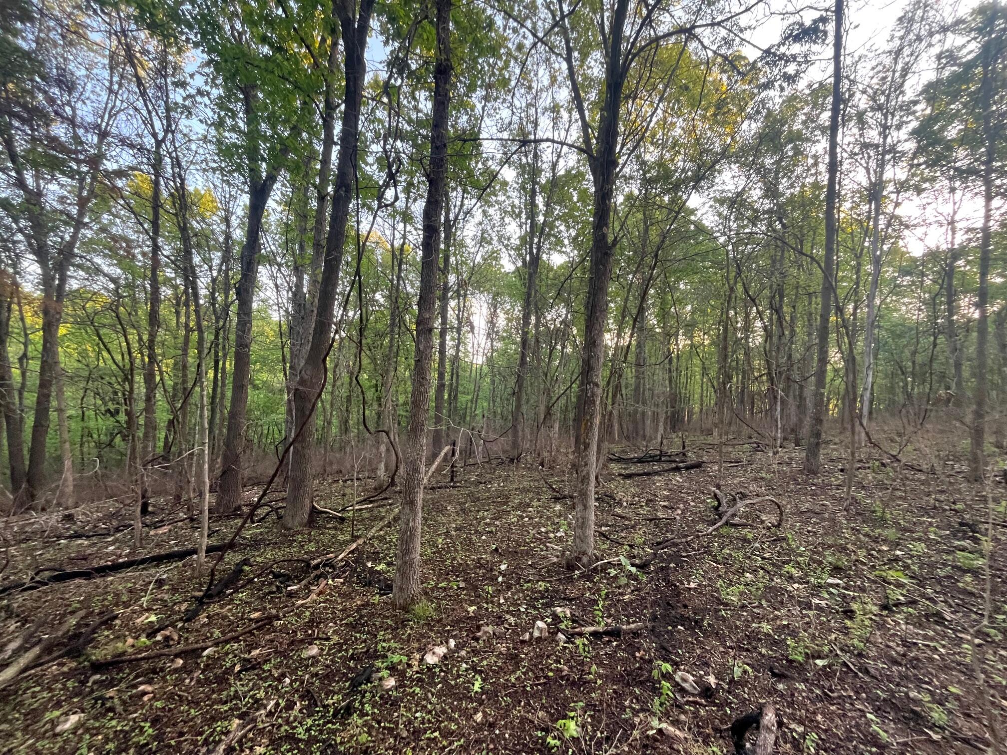 Photo 8 - Land for sale – 000  Farm Road 2170   Exeter, MO