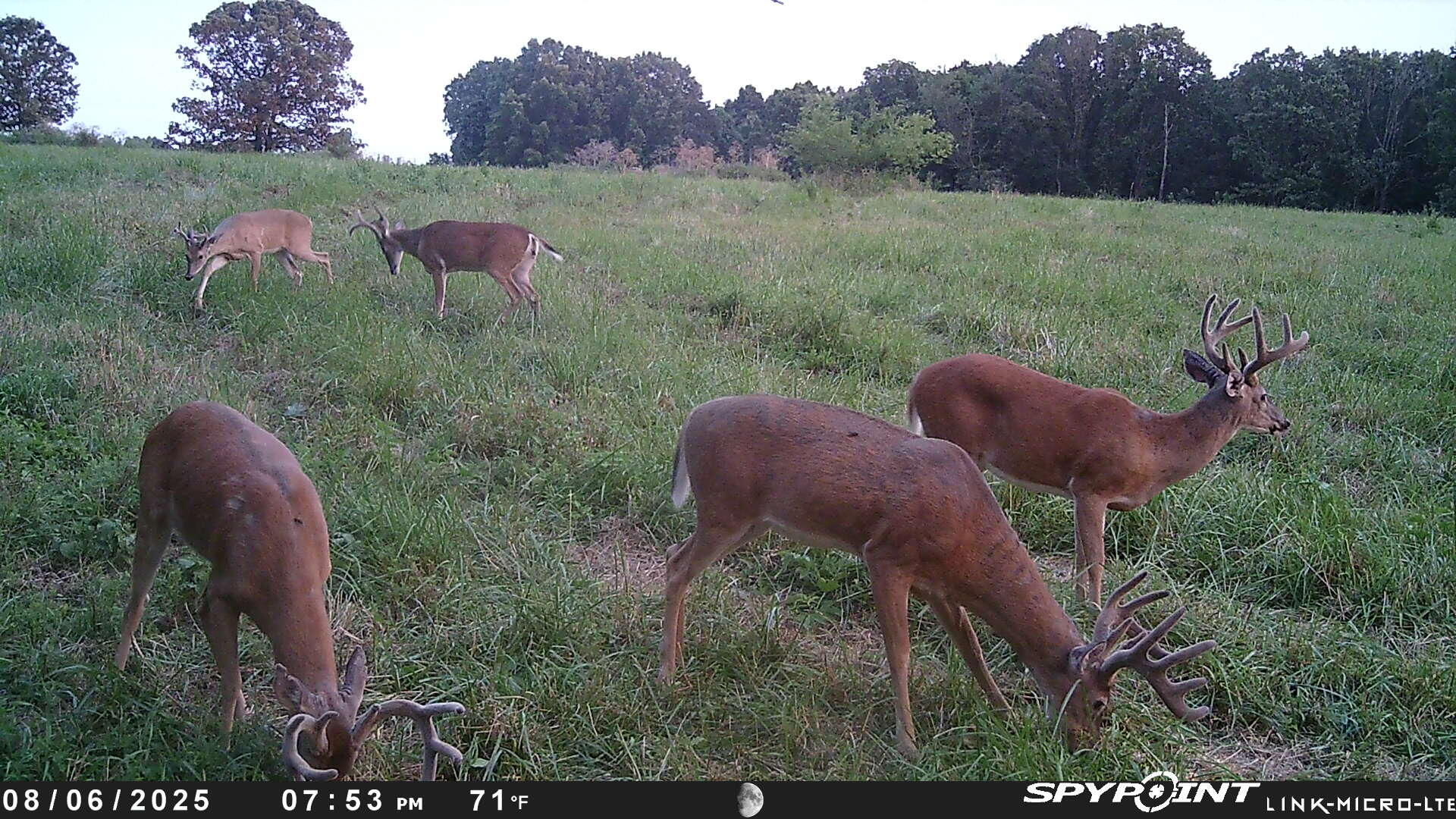 Photo 96 - Land for sale – 000  Farm Road 2170   Exeter, MO