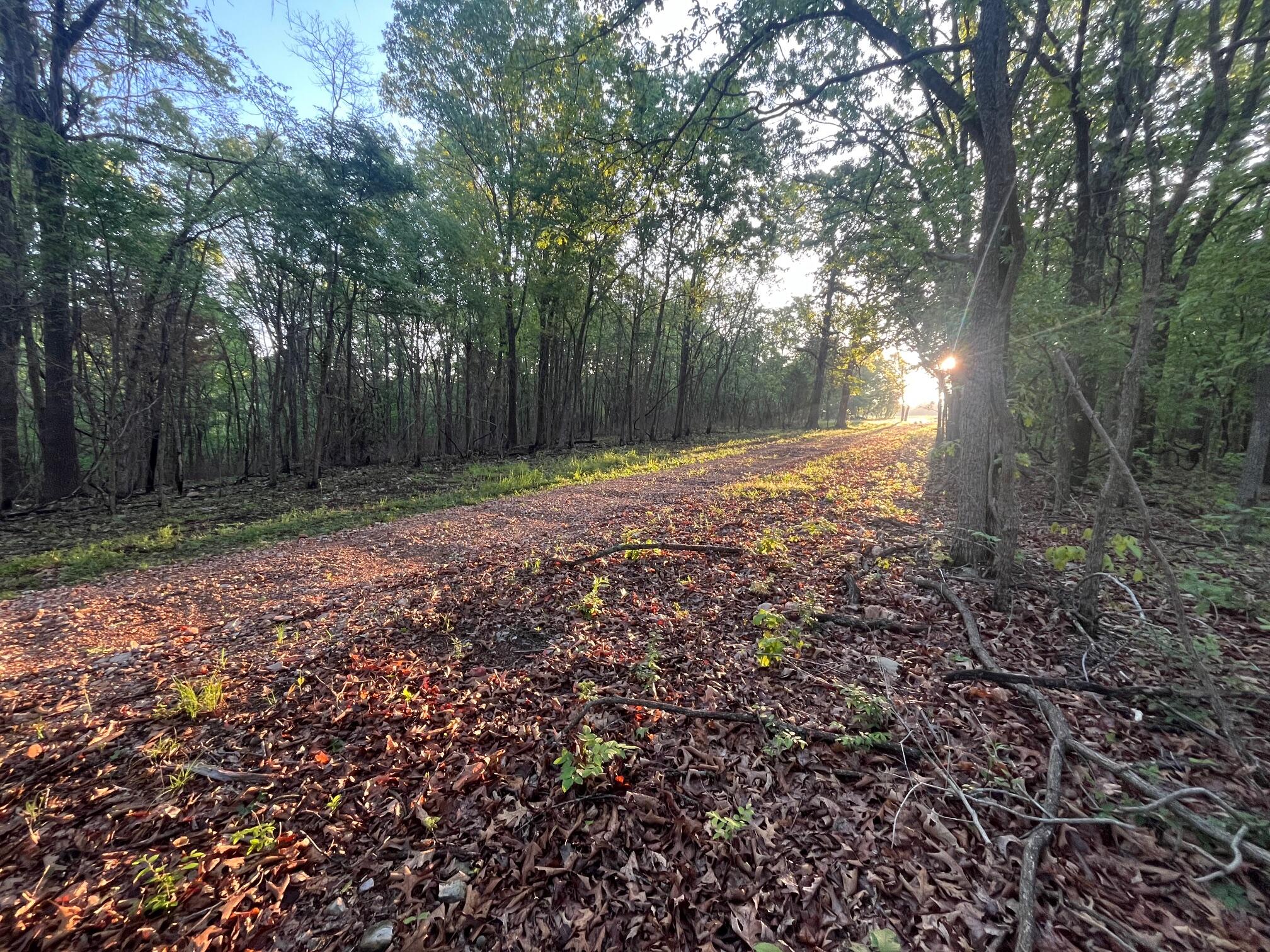 Photo 4 - Land for sale – 000  Farm Road 2170   Exeter, MO