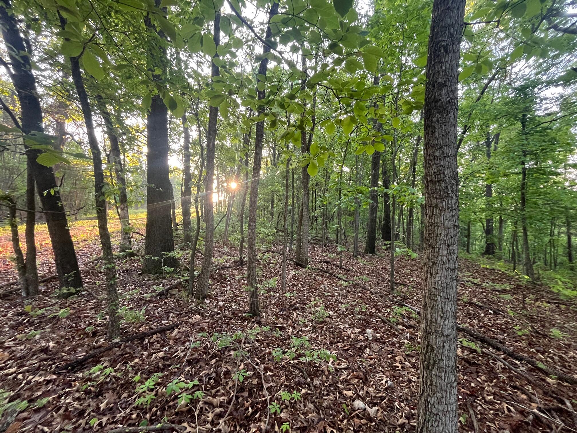 Photo 3 - Land for sale – 000  Farm Road 2170   Exeter, MO