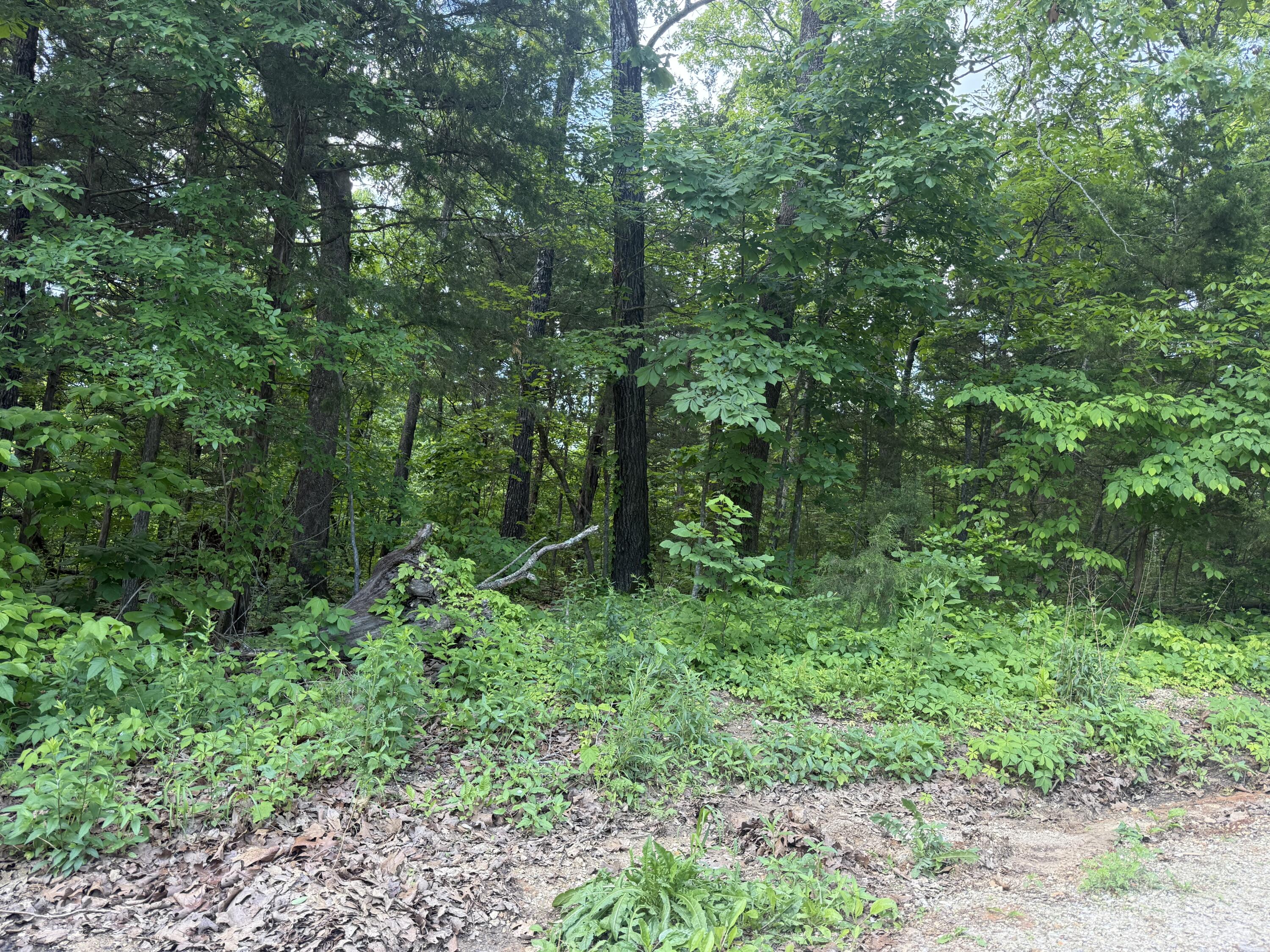 Photo 5 - Land for sale – 140  Trout Street  Kissee Mills, MO