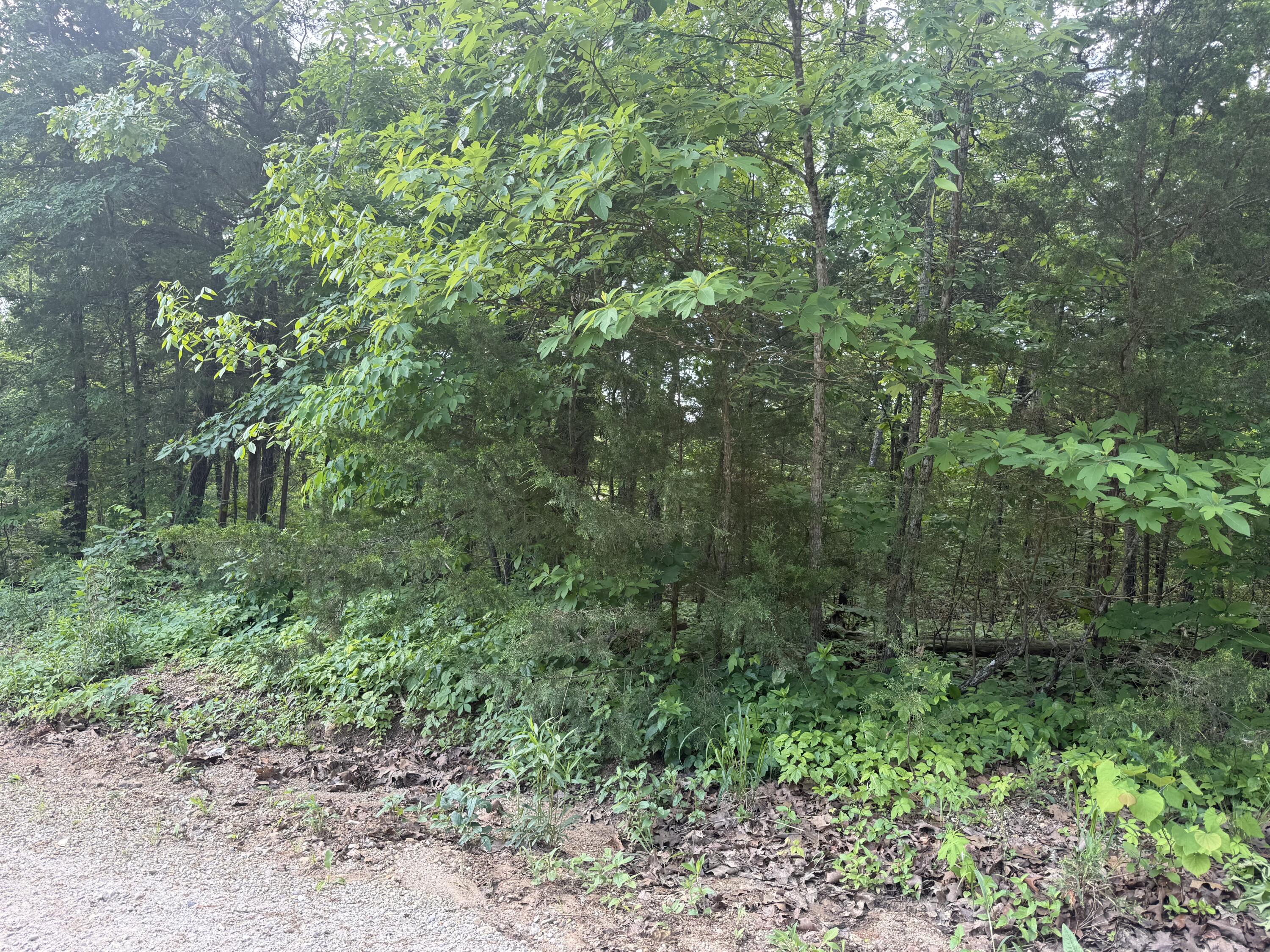 Photo 3 - Land for sale – 140  Trout Street  Kissee Mills, MO