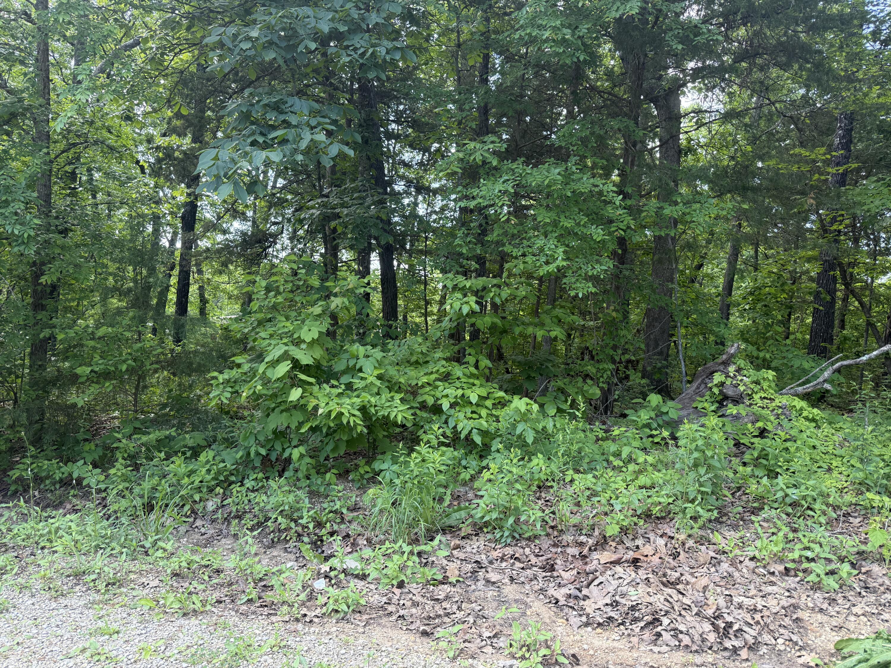 Photo 4 - Land for sale – 140  Trout Street  Kissee Mills, MO