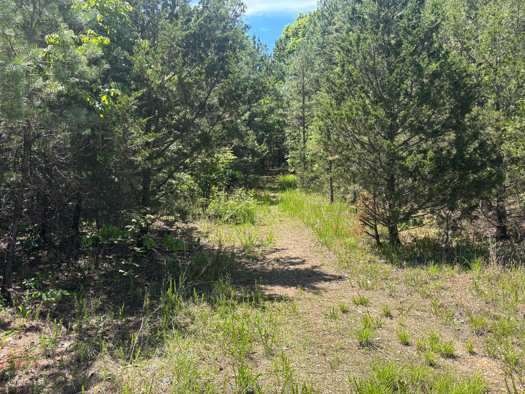 Photo 3 - Land for sale – Tbd  County Road 154   Brixey, MO