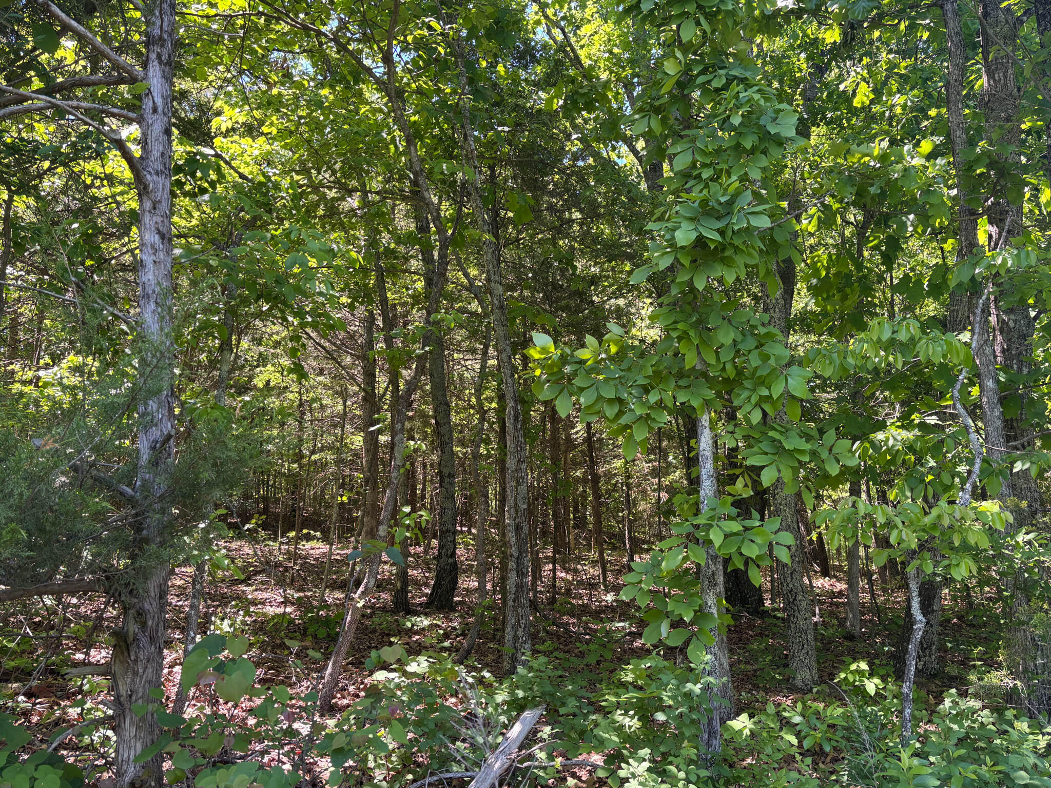 Photo 7 - Land for sale – Tbd  County Road 154   Brixey, MO