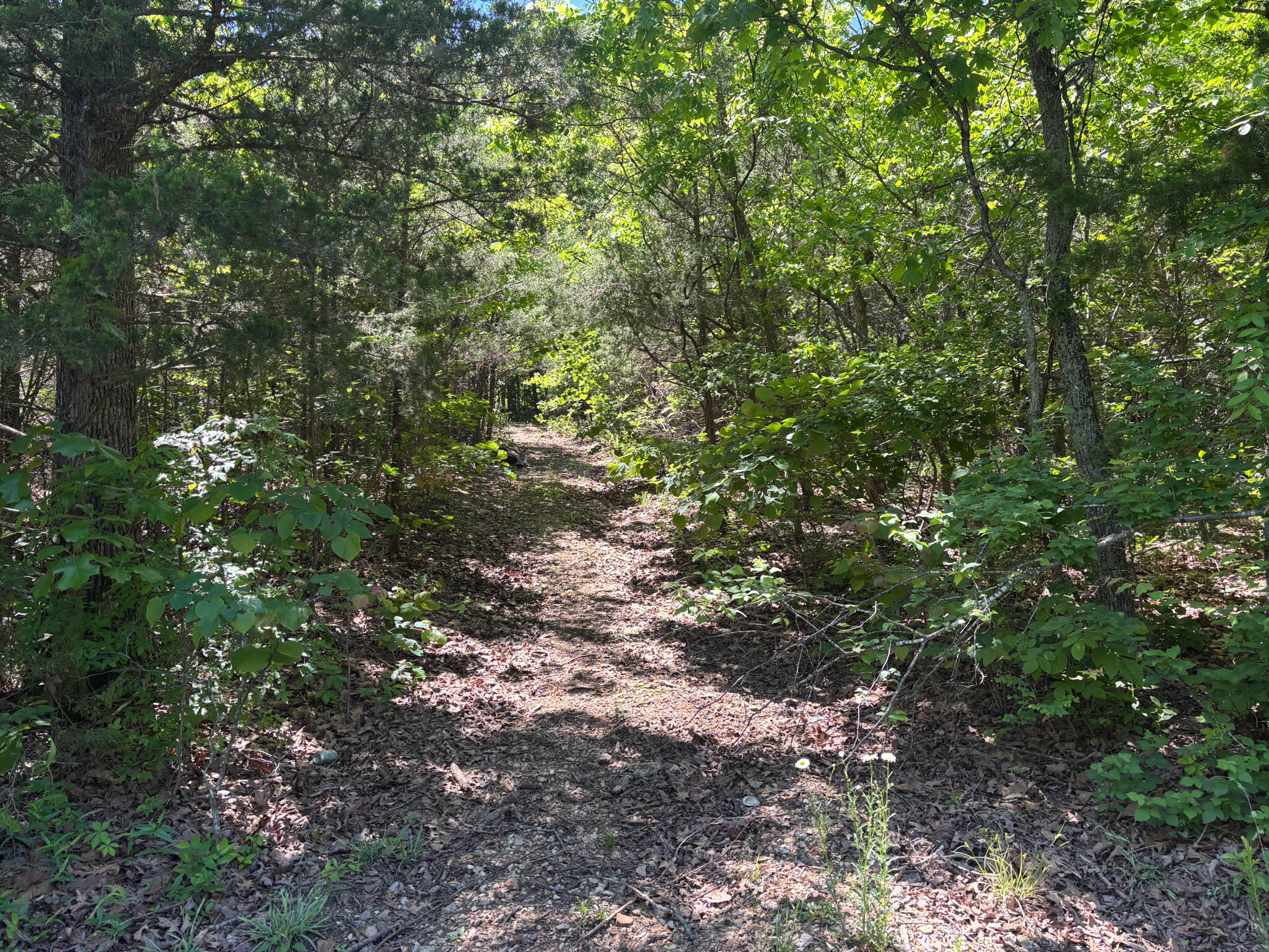 Photo 8 - Land for sale – Tbd  County Road 154   Brixey, MO