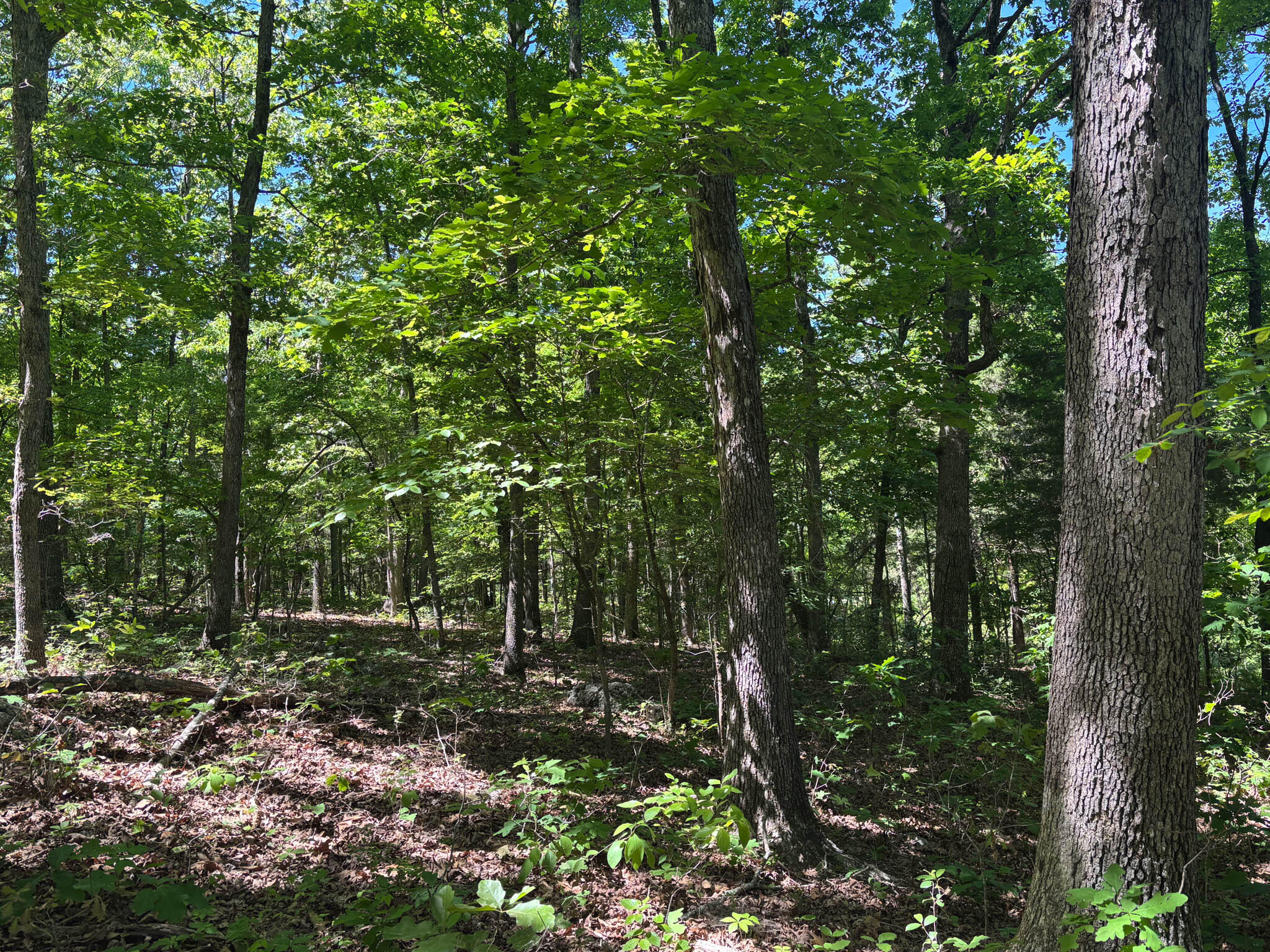 Photo 5 - Land for sale – Tbd  County Road 154   Brixey, MO