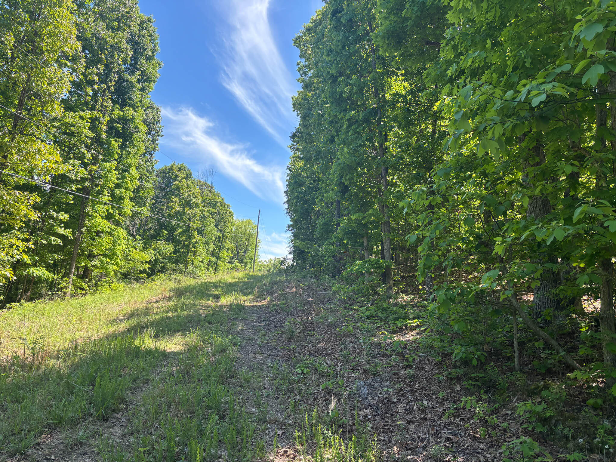 Photo 6 - Land for sale – Tbd  County Road 154   Brixey, MO