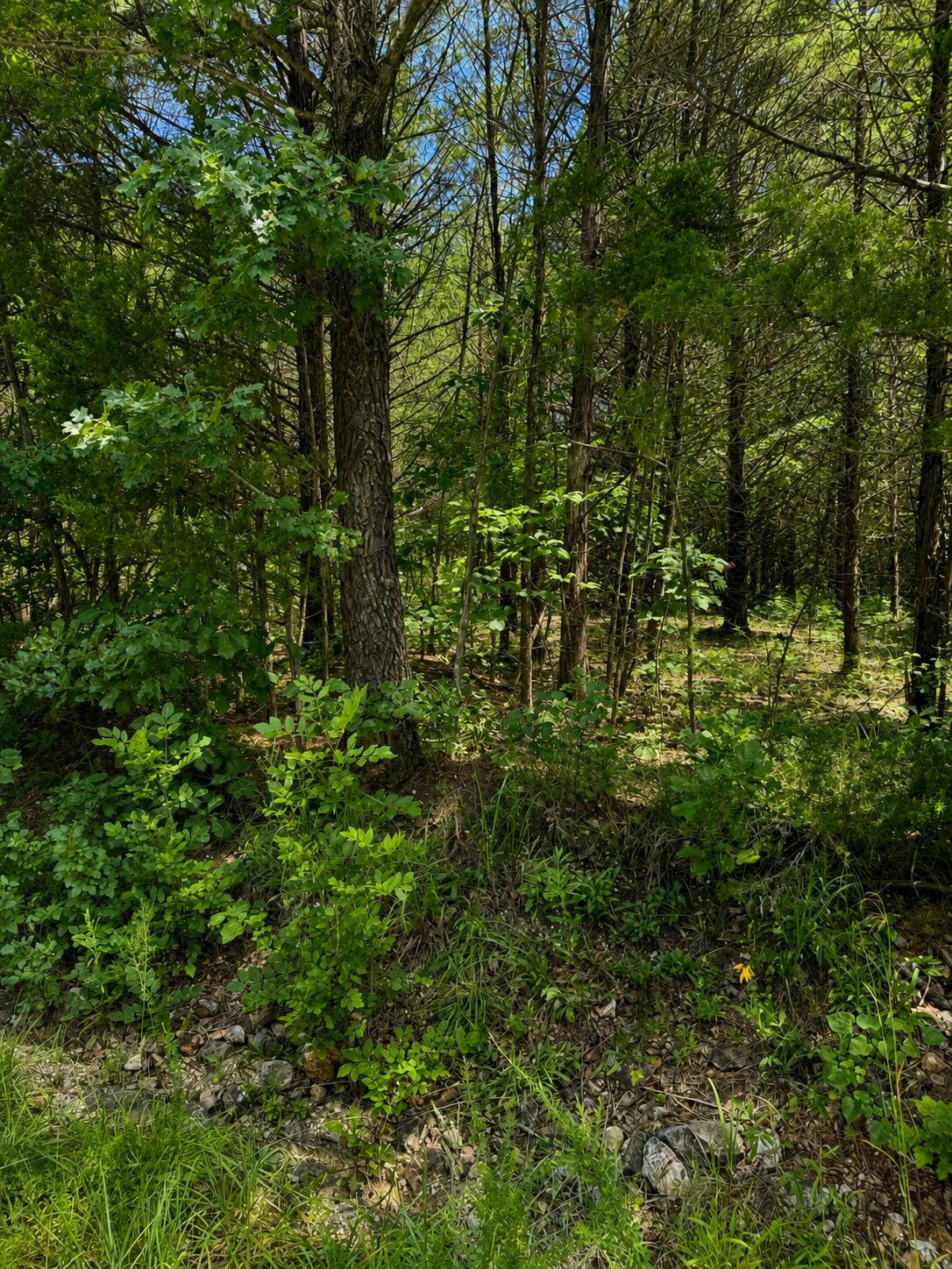 Land for sale – 000  Falling Rock Road  Elkland, MO