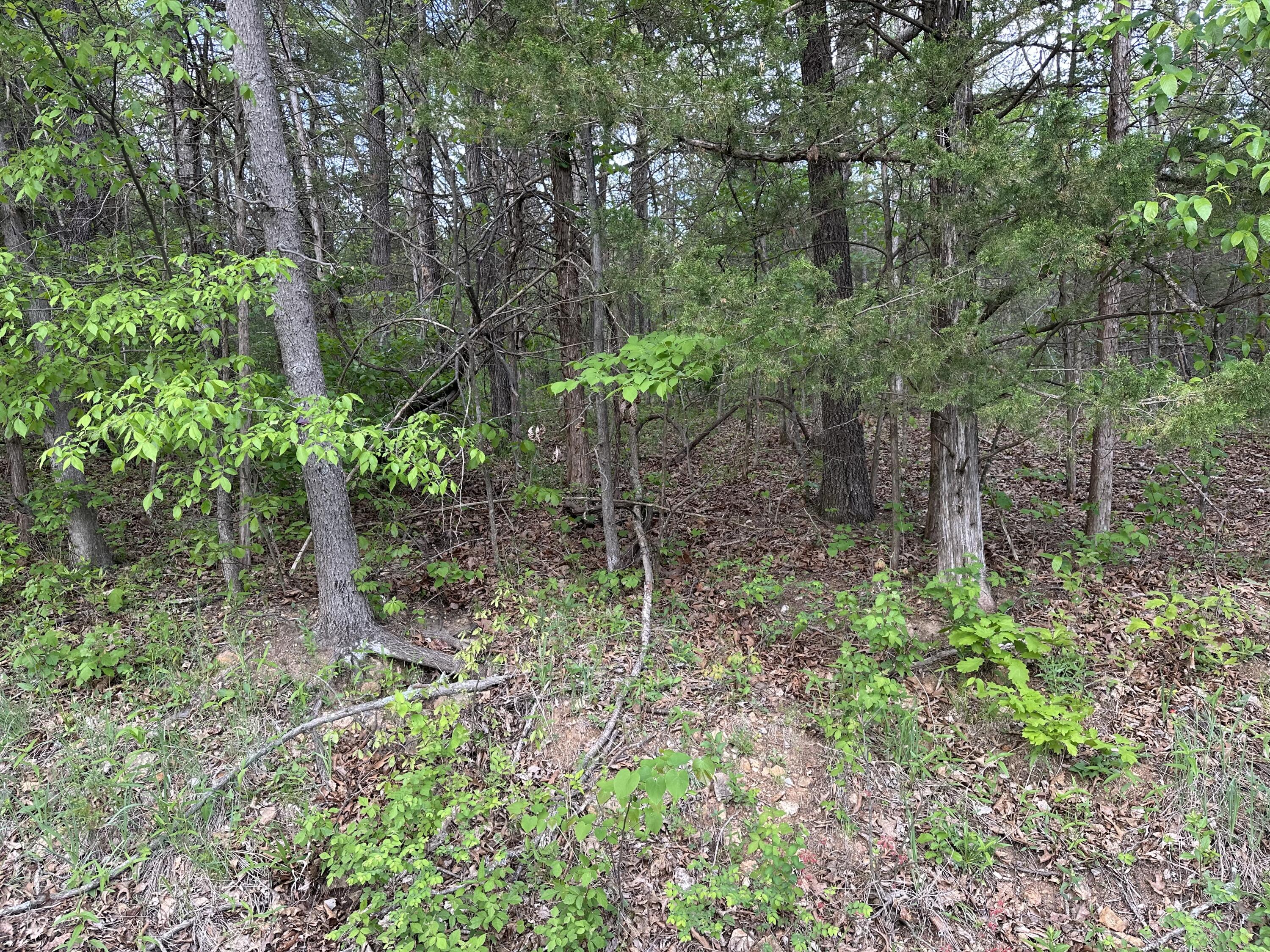 Photo 3 - Land for sale – 000  Falling Rock Road  Elkland, MO