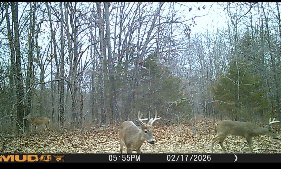 Photo 10 - Land for sale – 3305 S 25th Road  Humansville, MO