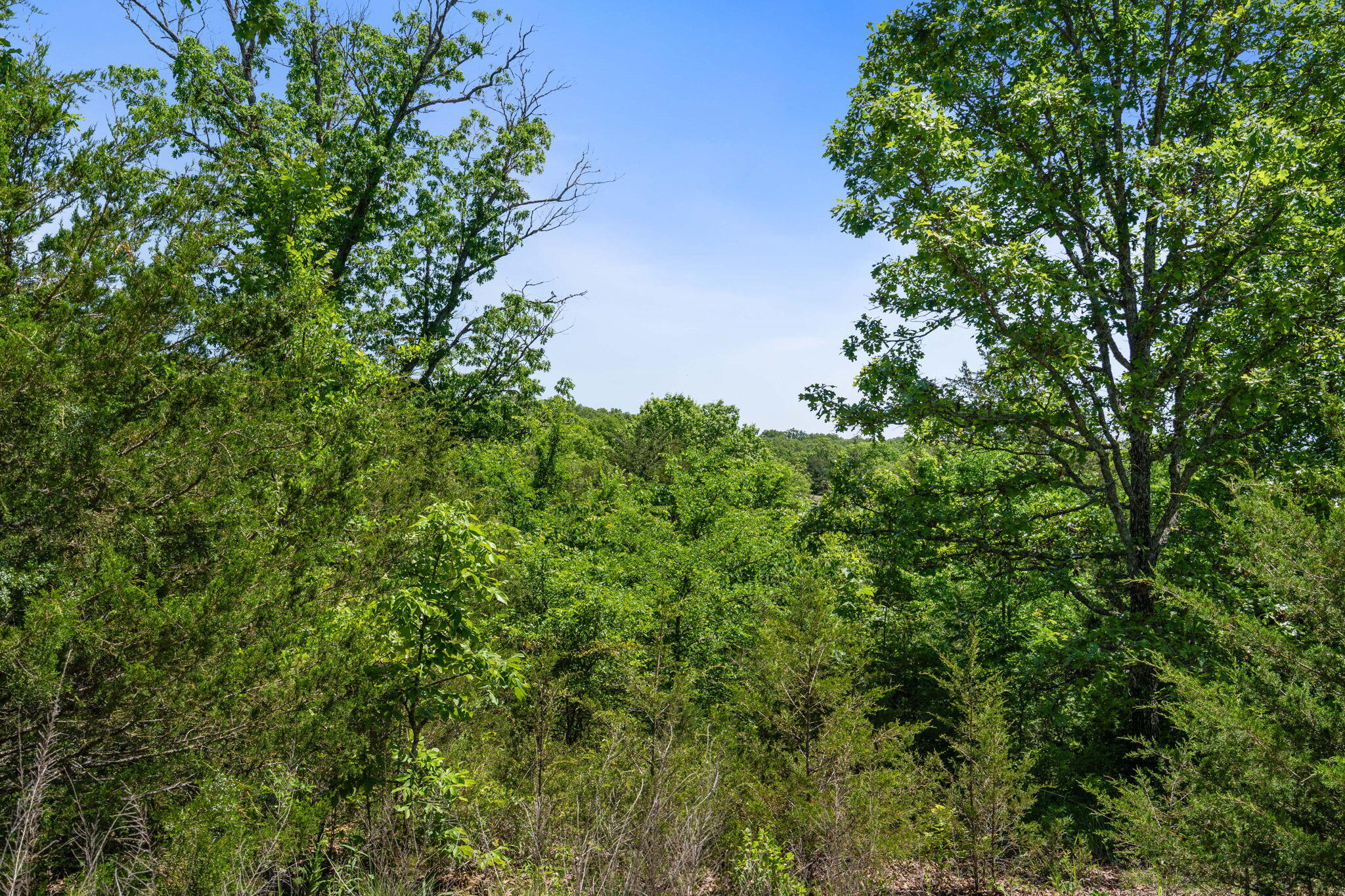 Photo 6 - Land for sale – Lot 134  Beechwood Drive  Branson West, MO