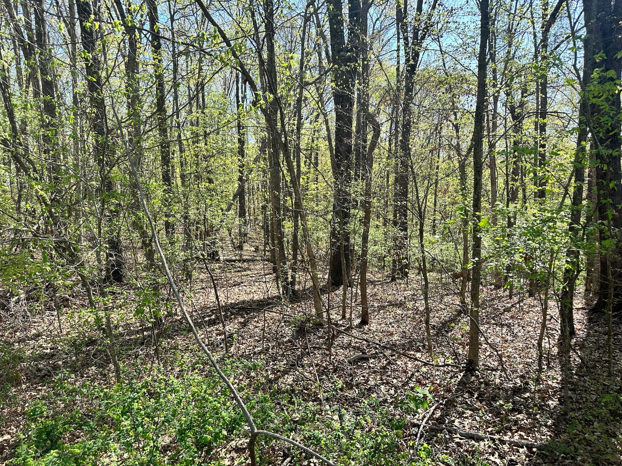 Photo 11 - Land for sale – L42a & 43a  Eaglecrest Road  Cape Fair, MO