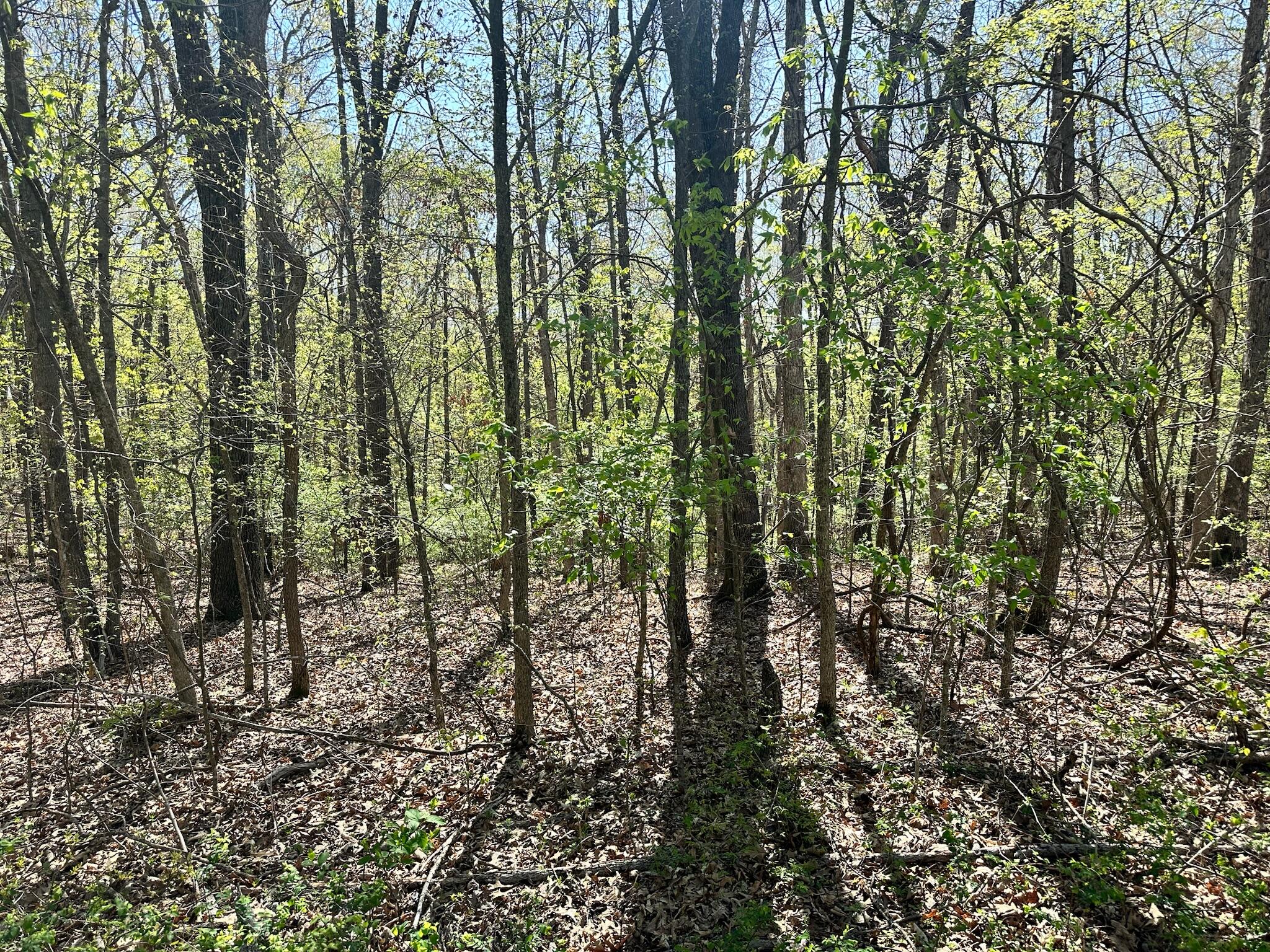 Photo 3 - Land for sale – L42a & 43a  Eaglecrest Road  Cape Fair, MO