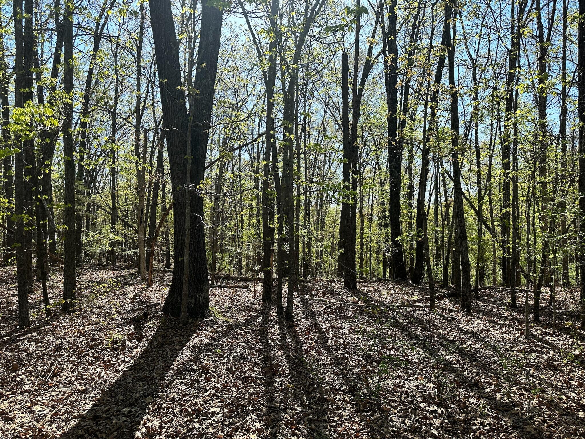 Photo 10 - Land for sale – L42a & 43a  Eaglecrest Road  Cape Fair, MO