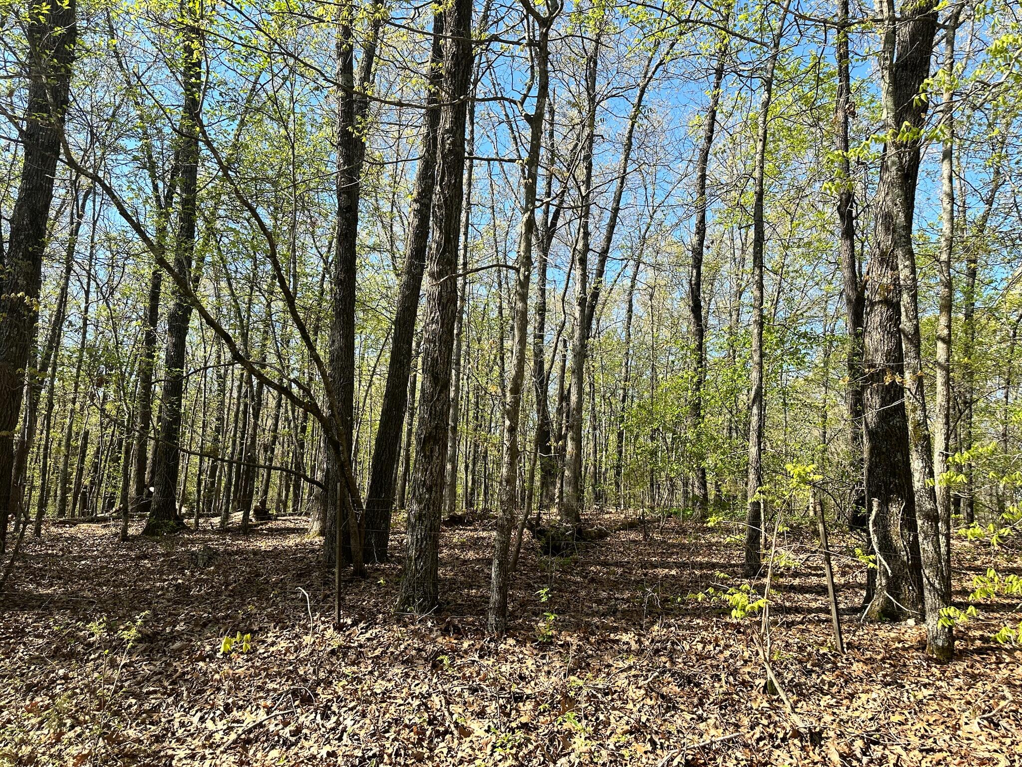 Photo 7 - Land for sale – L42a & 43a  Eaglecrest Road  Cape Fair, MO