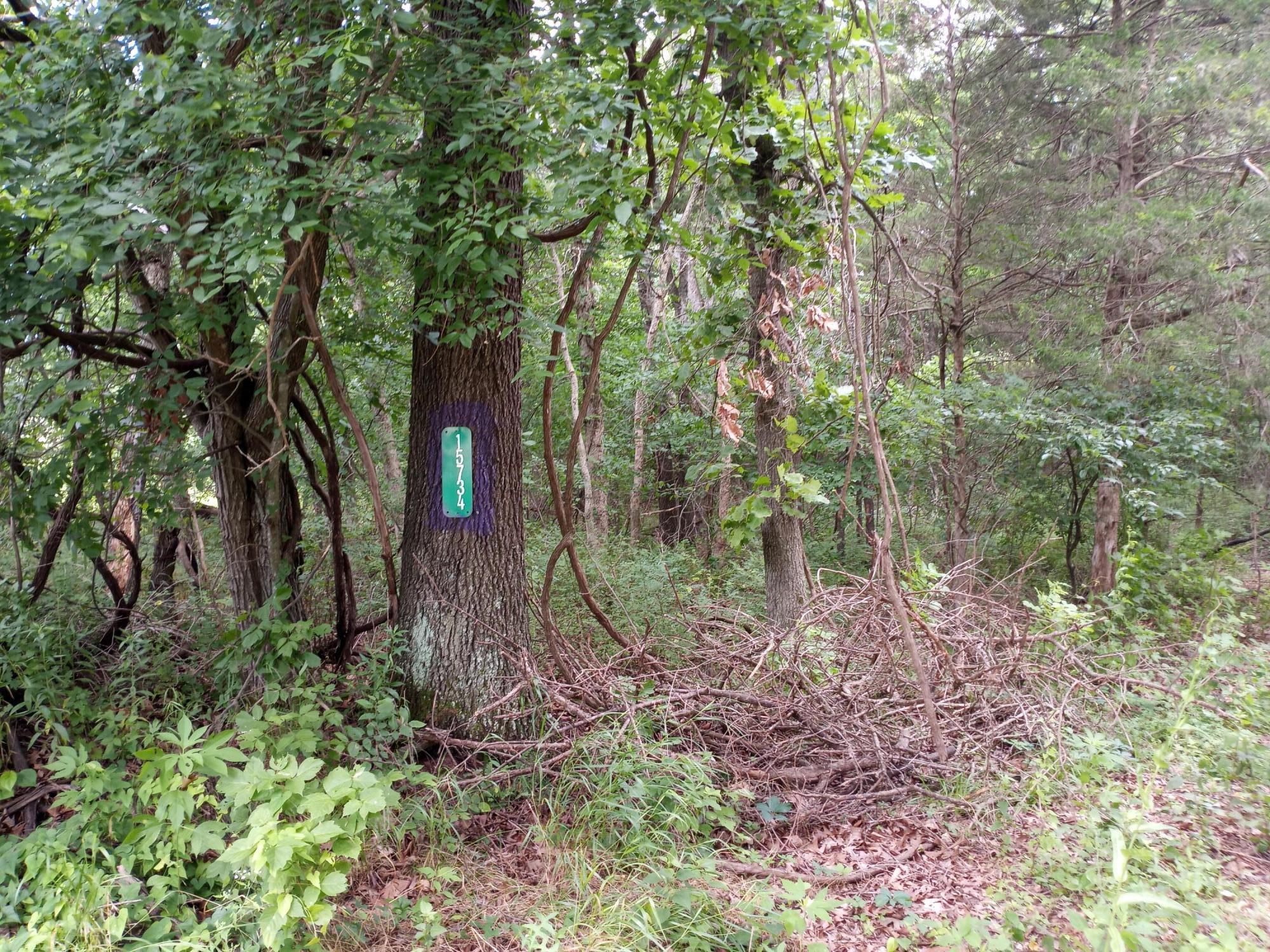 Photo 5 - Land for sale – 15734  Farm Road 2140   Cassville, MO