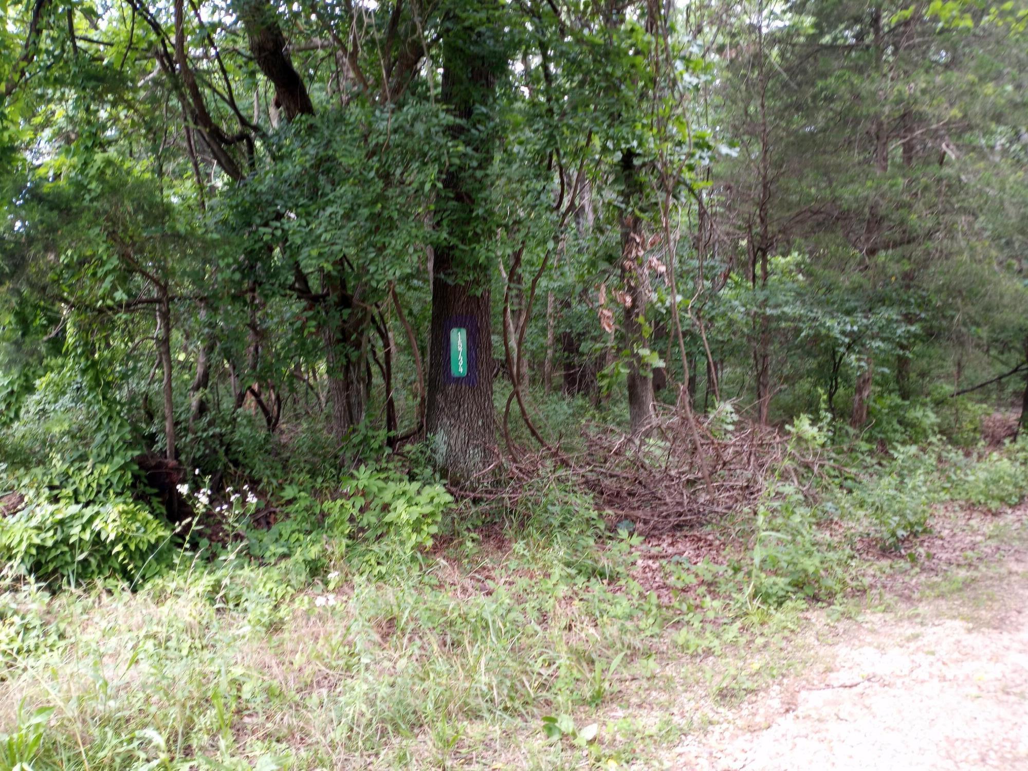 Photo 6 - Land for sale – 15734  Farm Road 2140   Cassville, MO