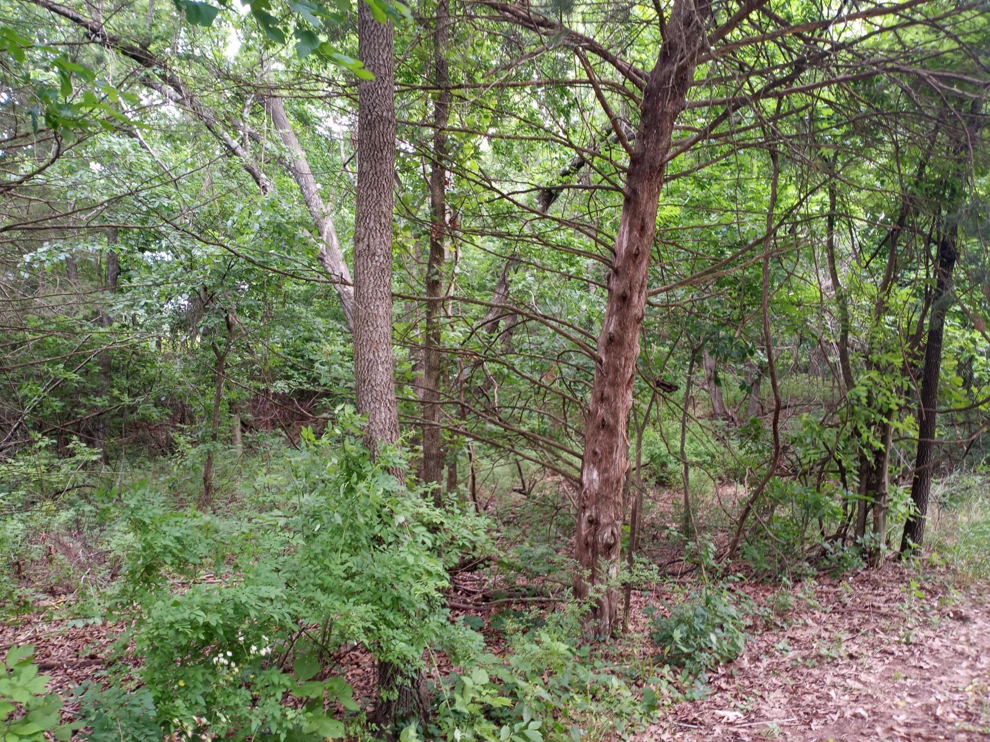 Photo 10 - Land for sale – 15734  Farm Road 2140   Cassville, MO