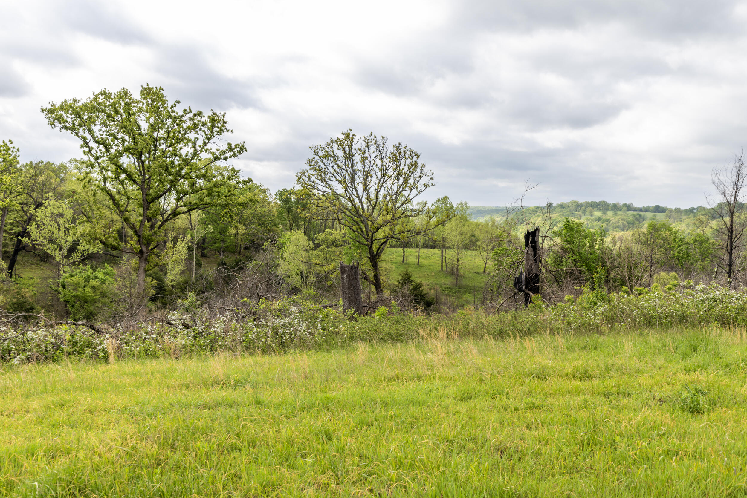Photo 14 - Farm for sale – 15309 E Hwy 90   Washburn, MO