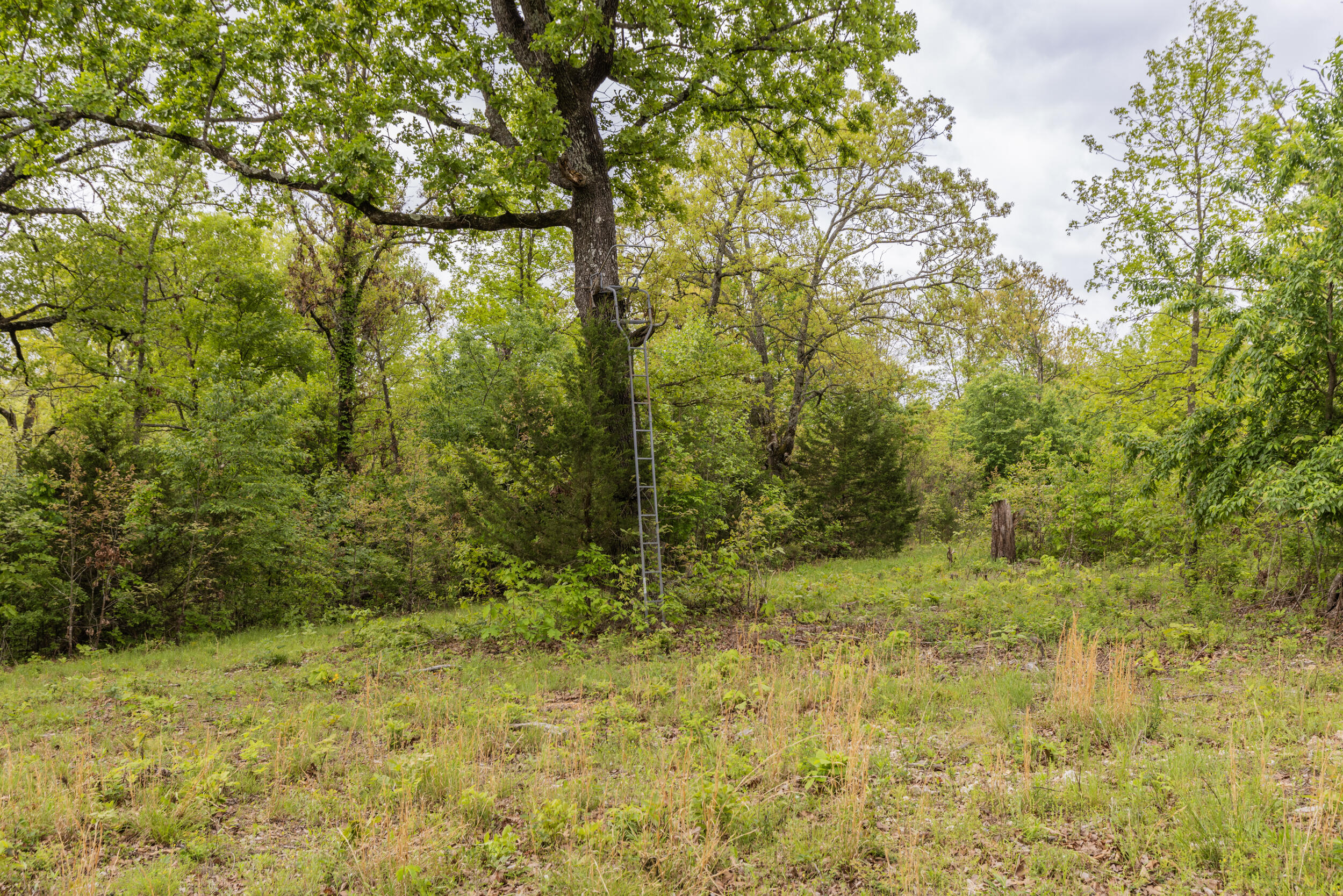 Photo 24 - Farm for sale – 15309 E Hwy 90   Washburn, MO