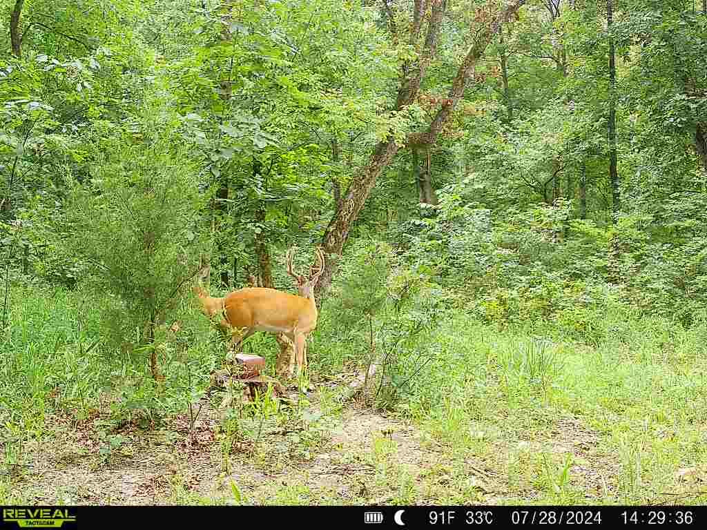 Photo 17 - Land for sale – 001 S 52nd Road  Dunnegan, MO