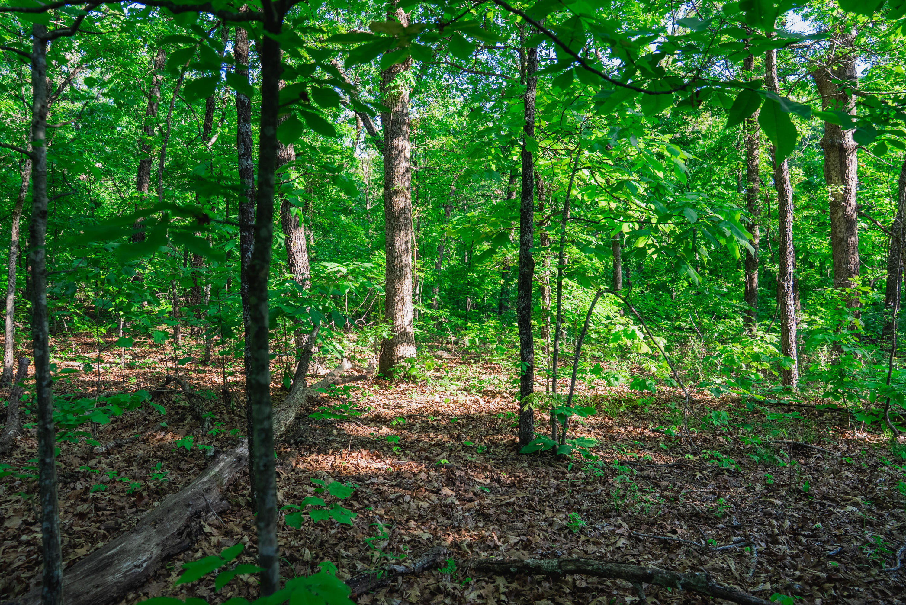 Photo 8 - Land for sale – 001 S 52nd Road  Dunnegan, MO