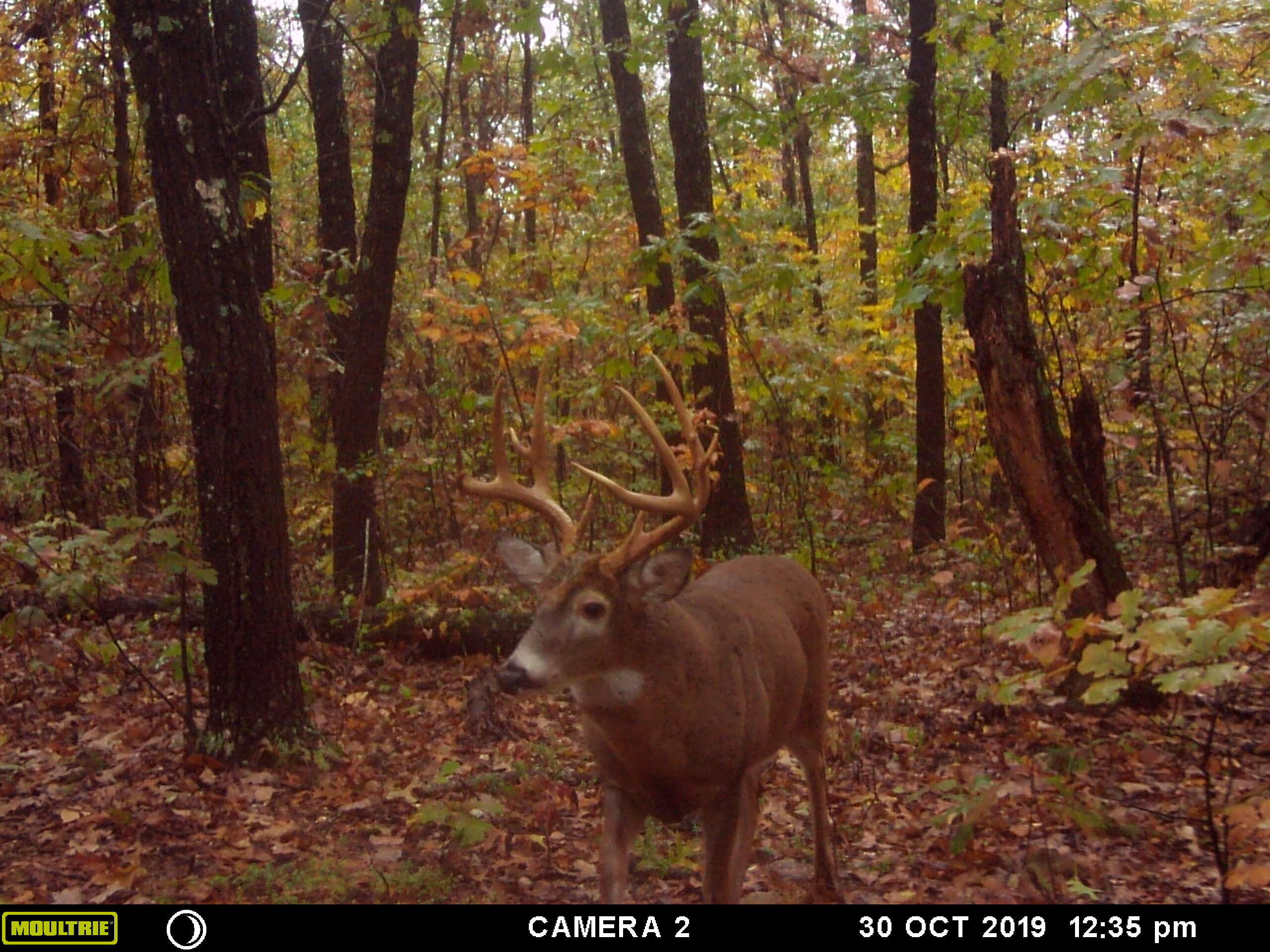 Photo 6 - Land for sale – 001 S 52nd Road  Dunnegan, MO