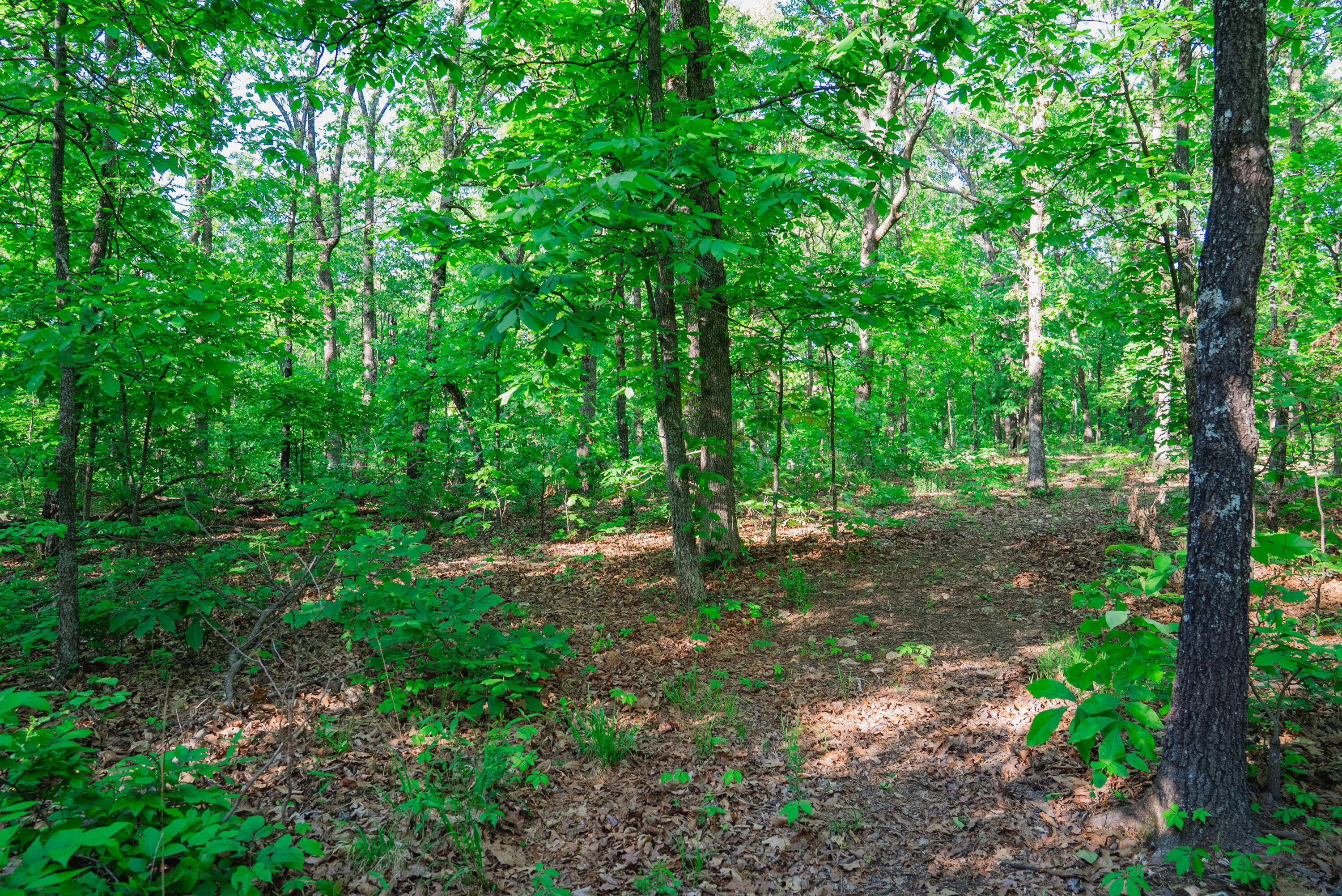 Photo 7 - Land for sale – 001 S 52nd Road  Dunnegan, MO