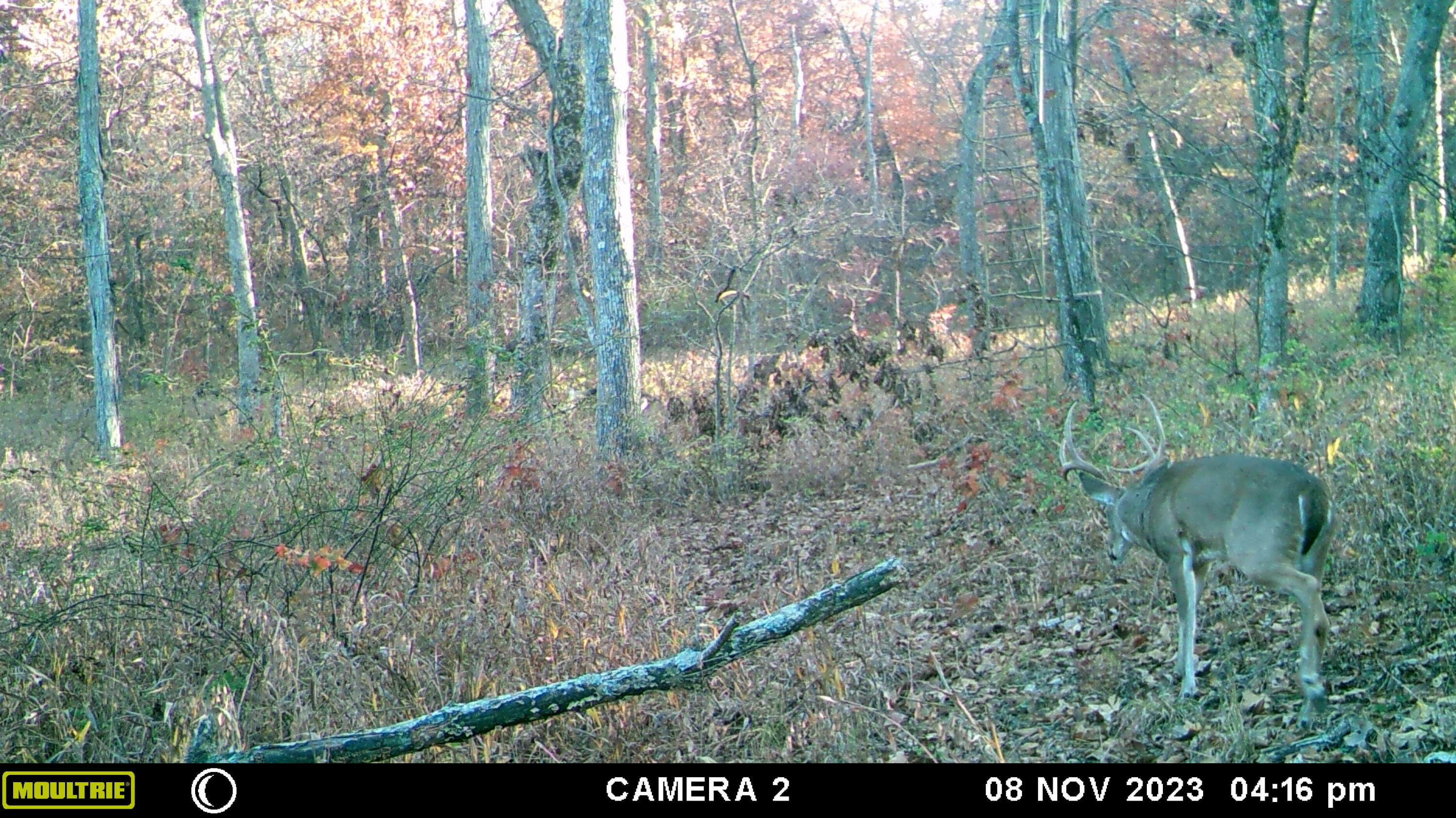 Photo 20 - Land for sale – 001 S 52nd Road  Dunnegan, MO