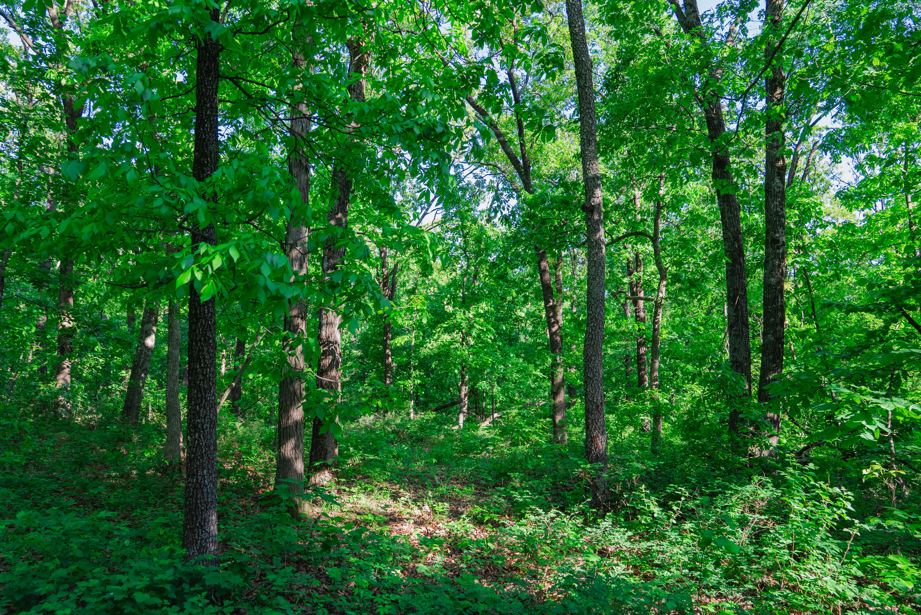 Photo 10 - Land for sale – 001 S 52nd Road  Dunnegan, MO