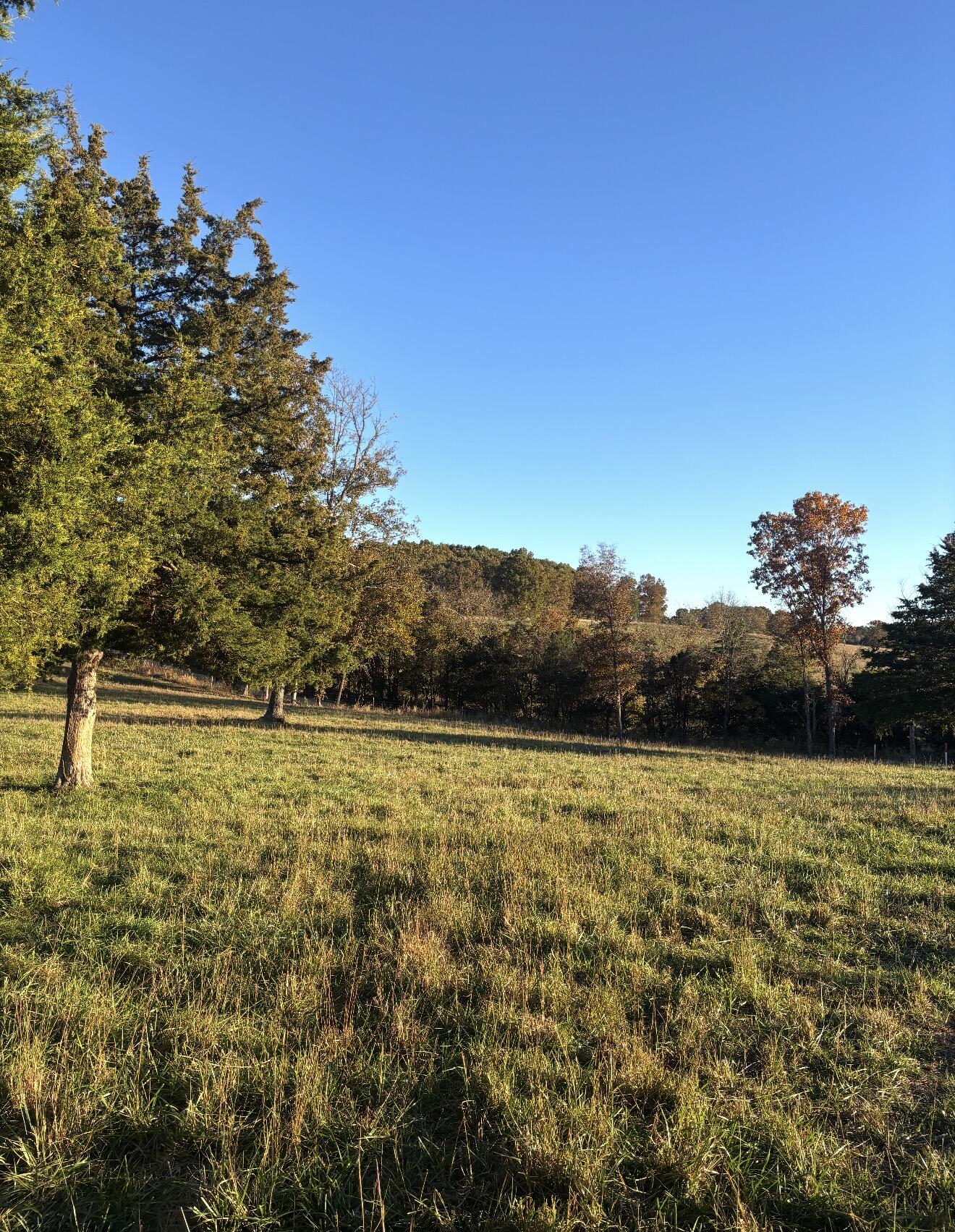 Photo 6 - Residential for sale – Hc 73  County Road 245   Drury, MO