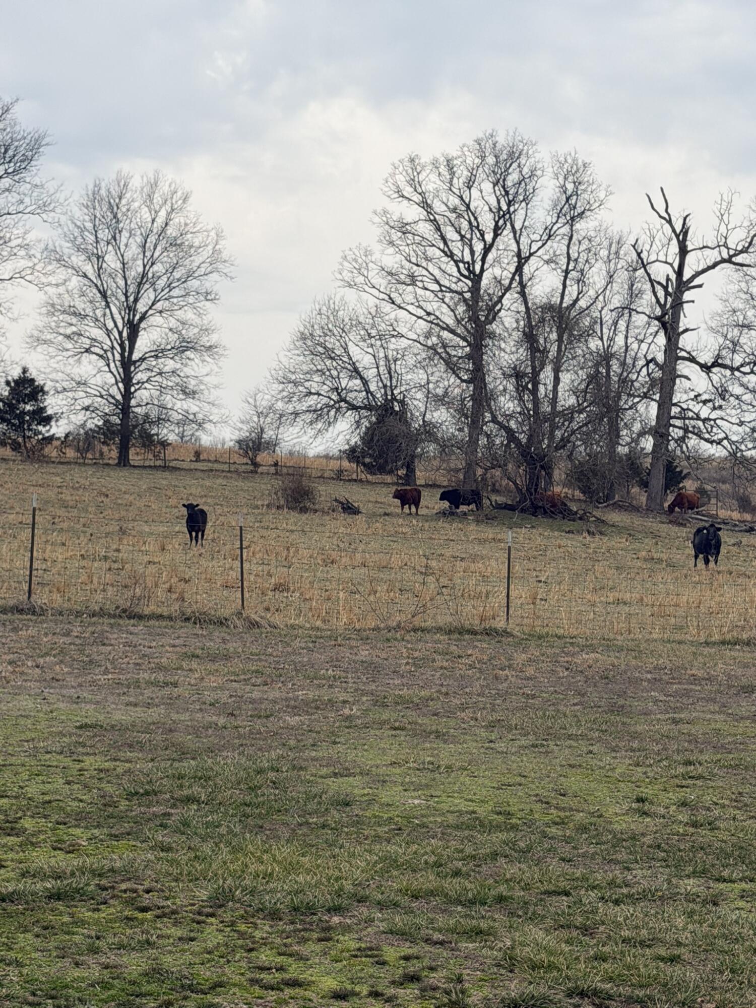 Photo 48 - Farm for sale – 7348  State Hwy H   Dora, MO